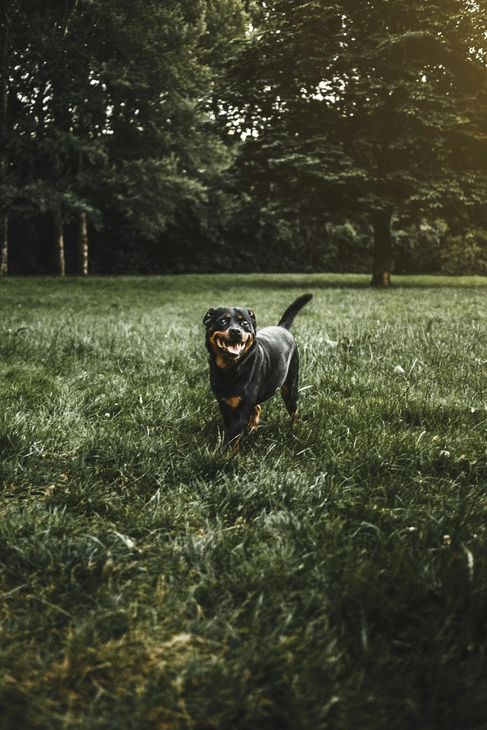 A small, panting dog in a field looking into the camera