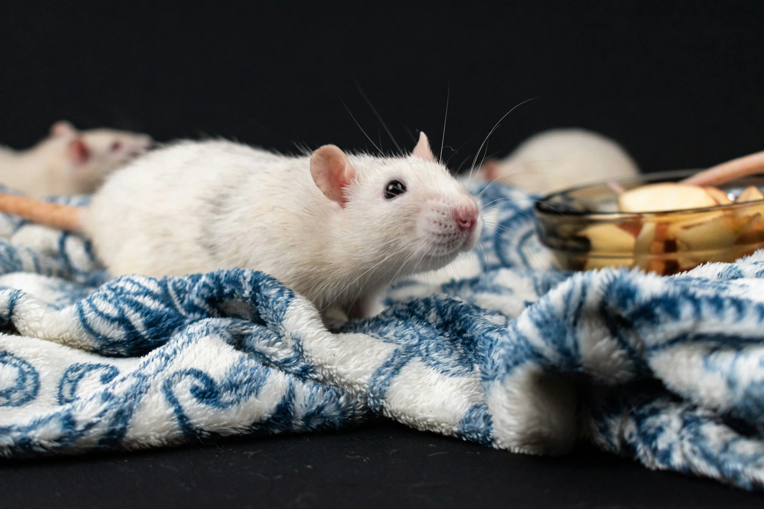 A white rat sitting on a blanket