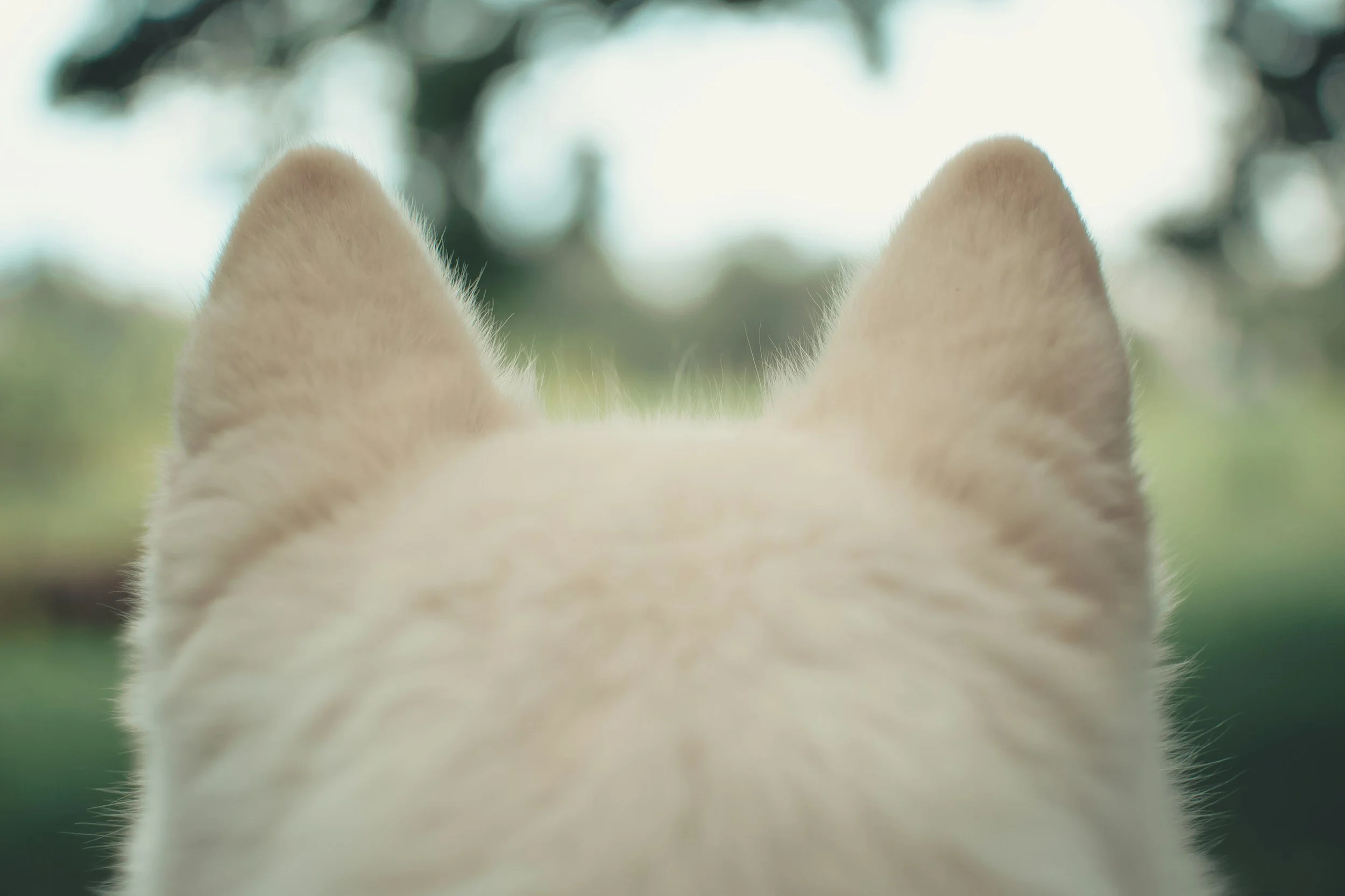 The back of a fuzzy white dog's head with its perked up ears as the focus.
