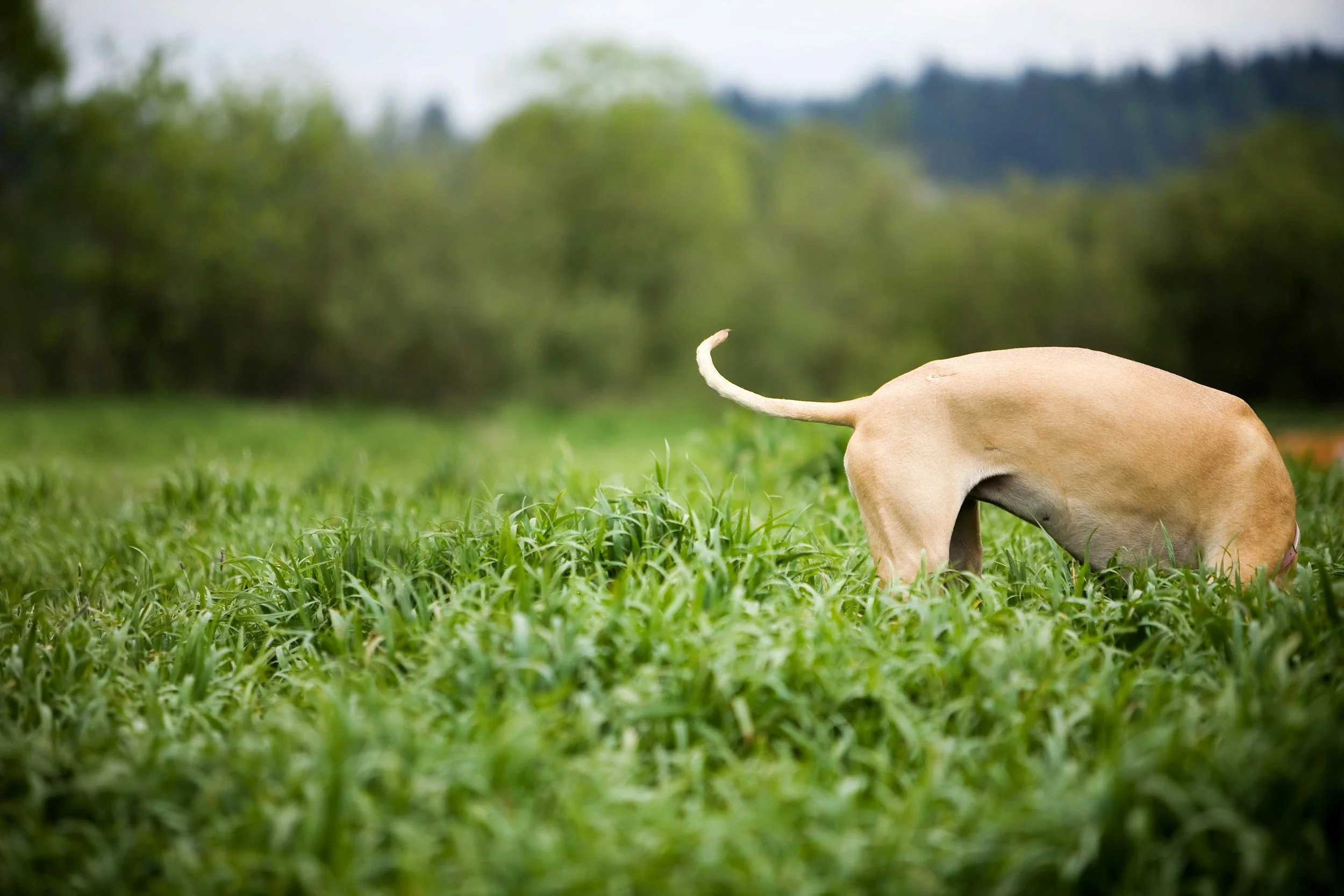 Image of a dog's tail while the dog is sniffing around in a green field