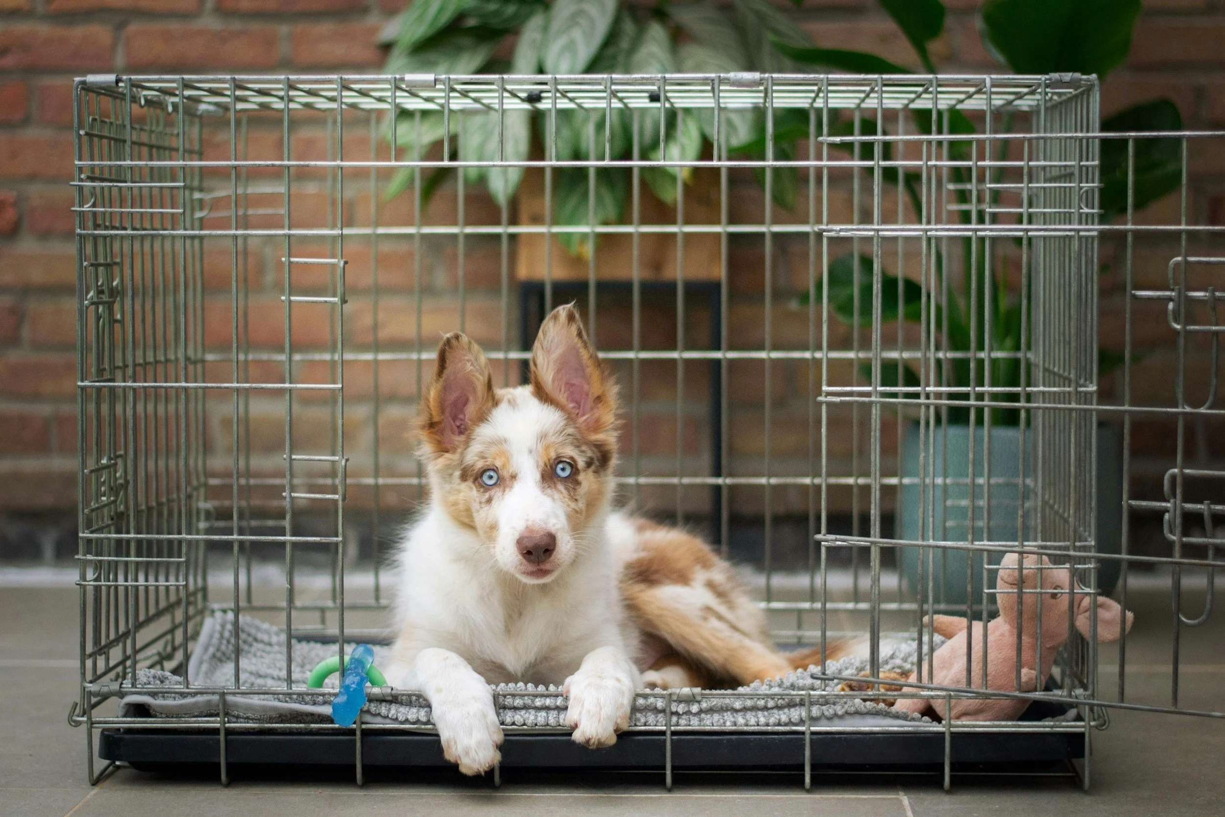a brown and white dog with blue eyes in a kennel