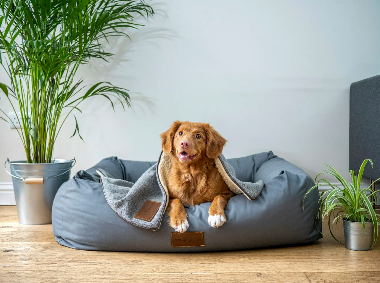 How to Choose a Pet Sitter in Fort Collins, Colorado