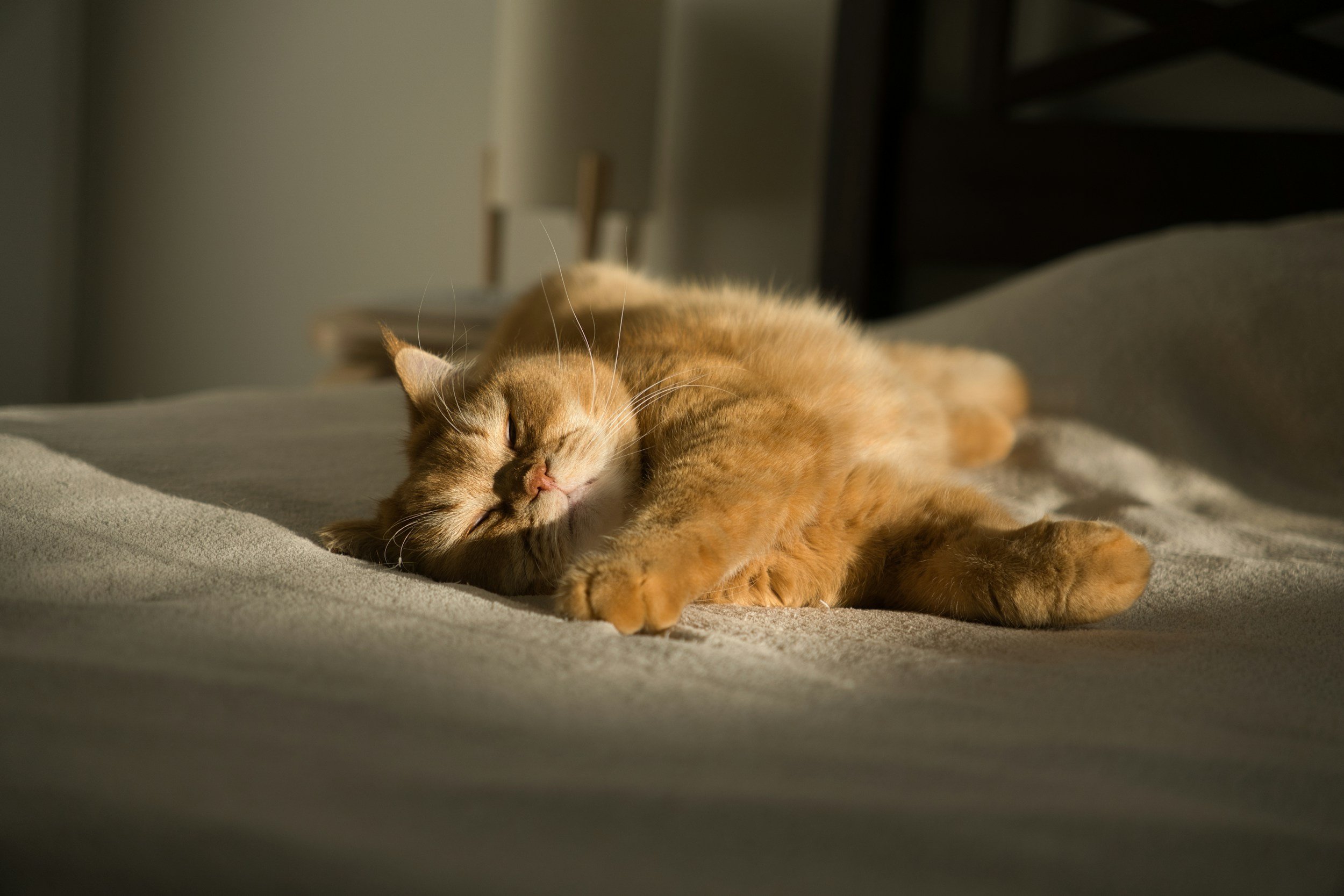 Cat comfortably sleeping in the comfort of its own home in bed