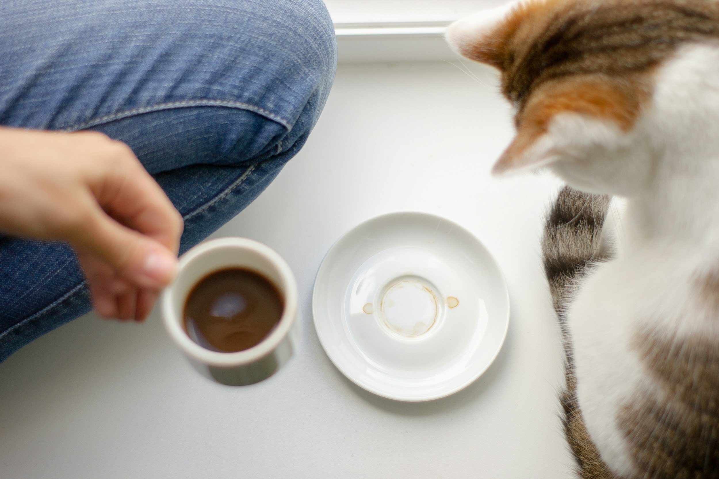 Cat having routine coffee with human
