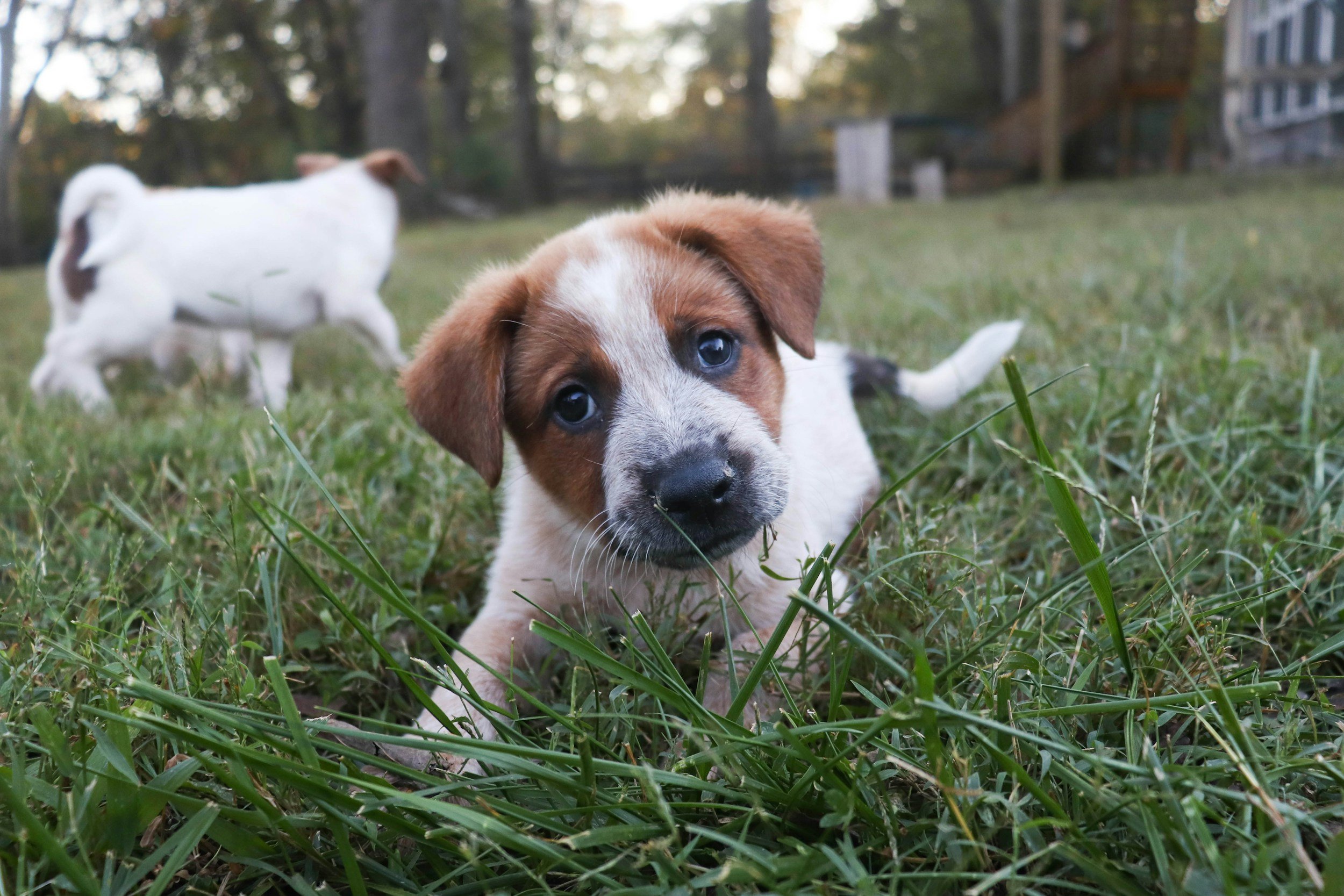 Leaving Your Pet with a Sitter for the First Time? A Step-by-Step Guide