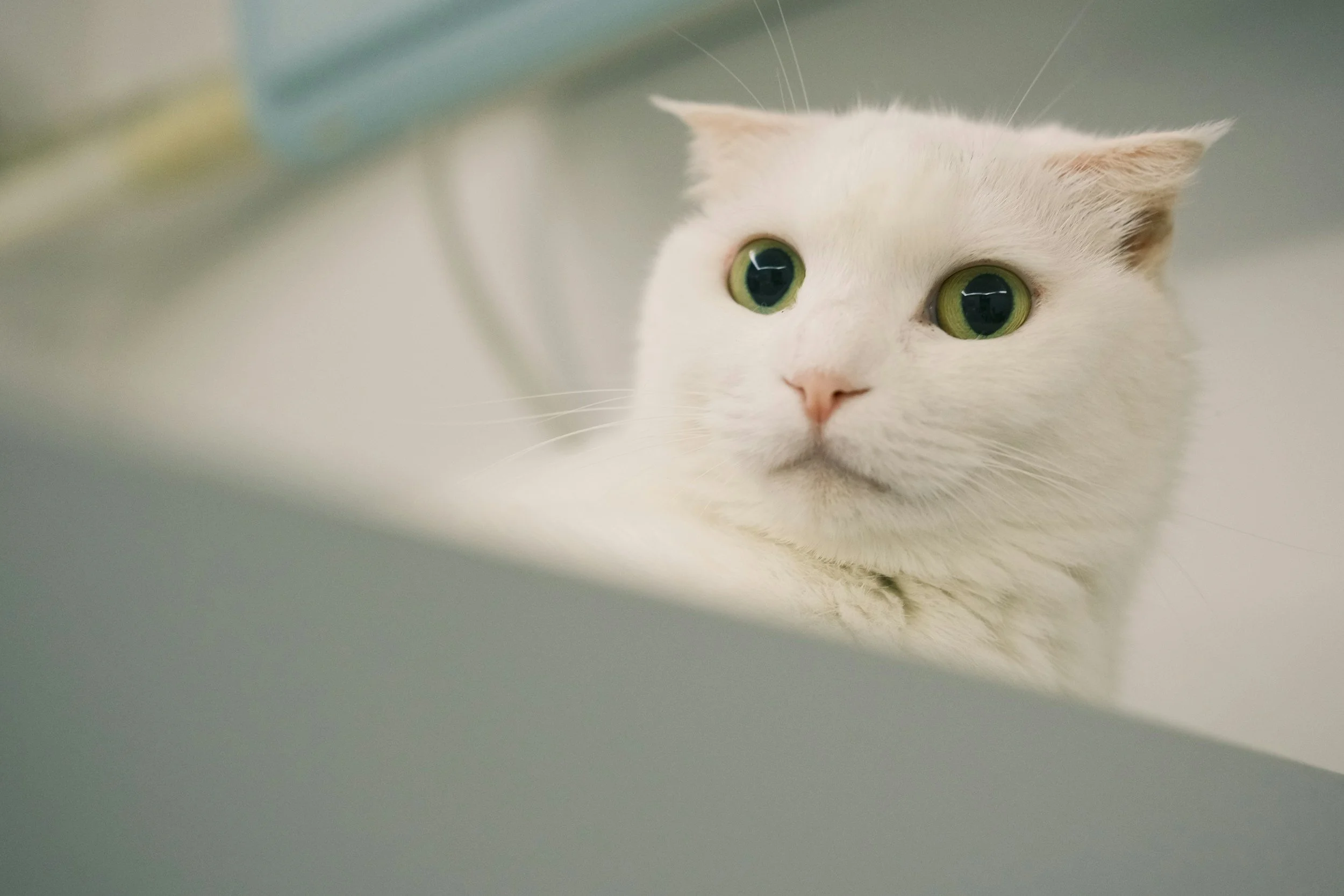 A white cat showing signs of fear