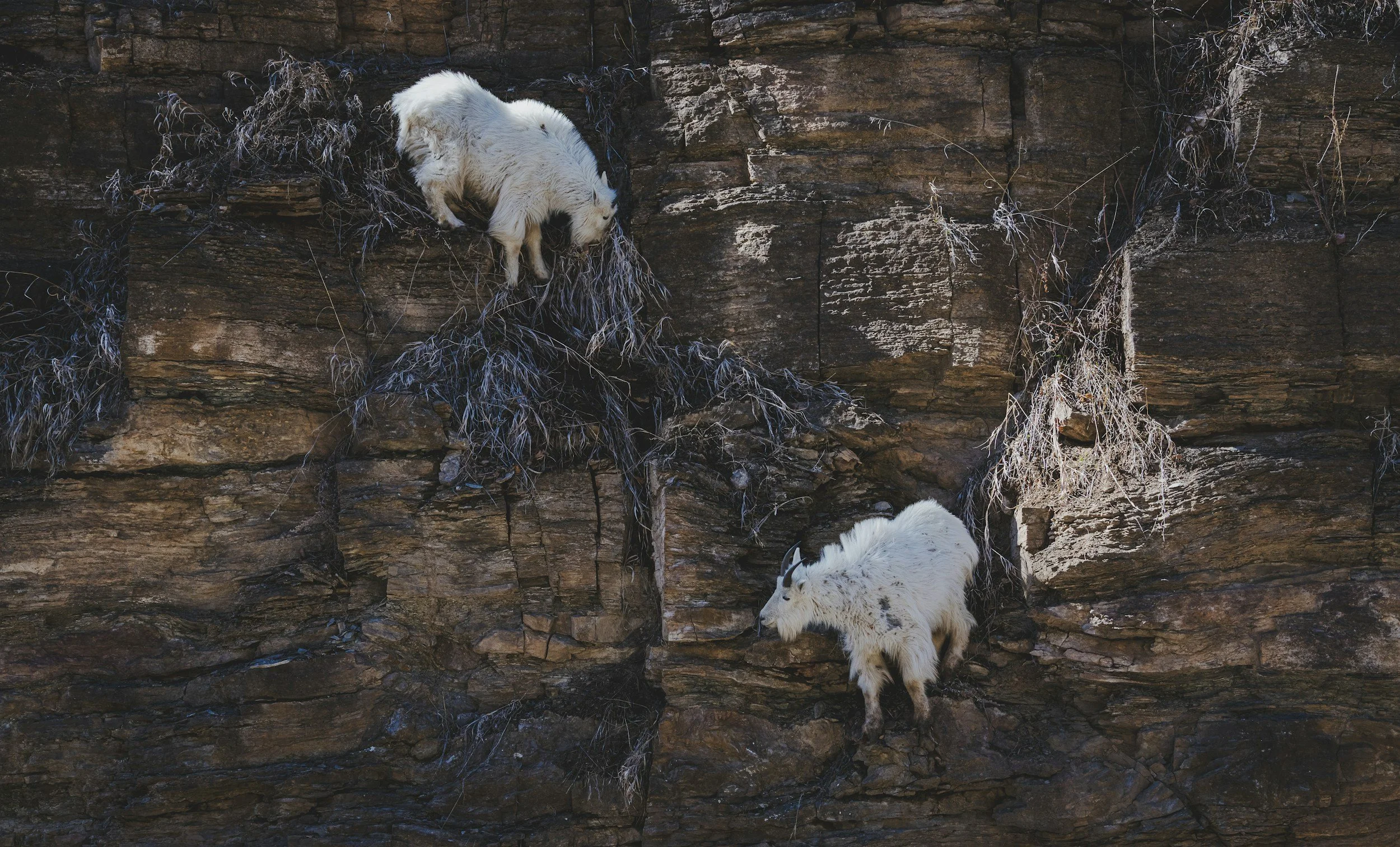 Two mountain goats climbing a seemingly vertical rock face, eating vegetation