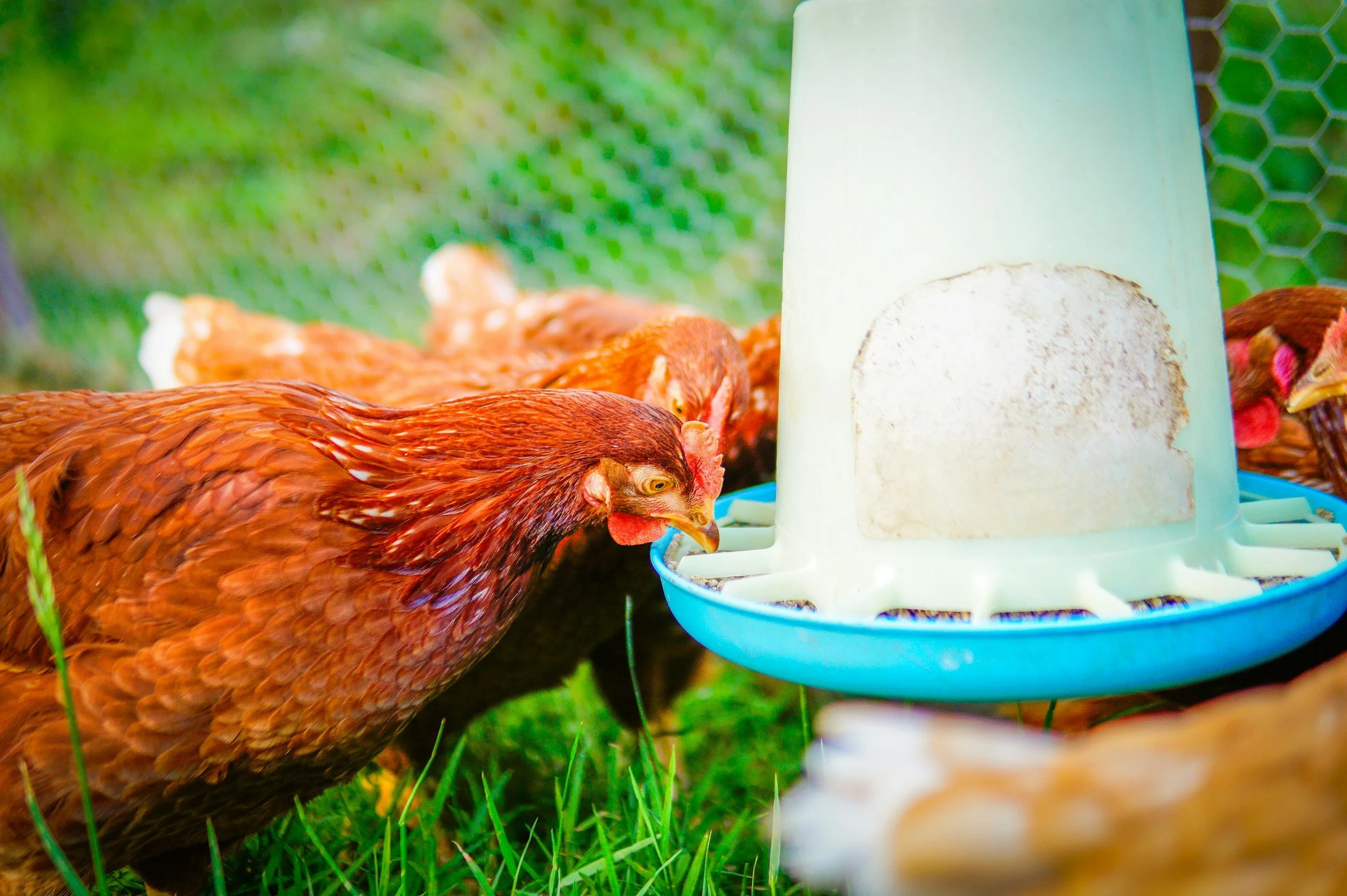 Chickens eating from a feeder