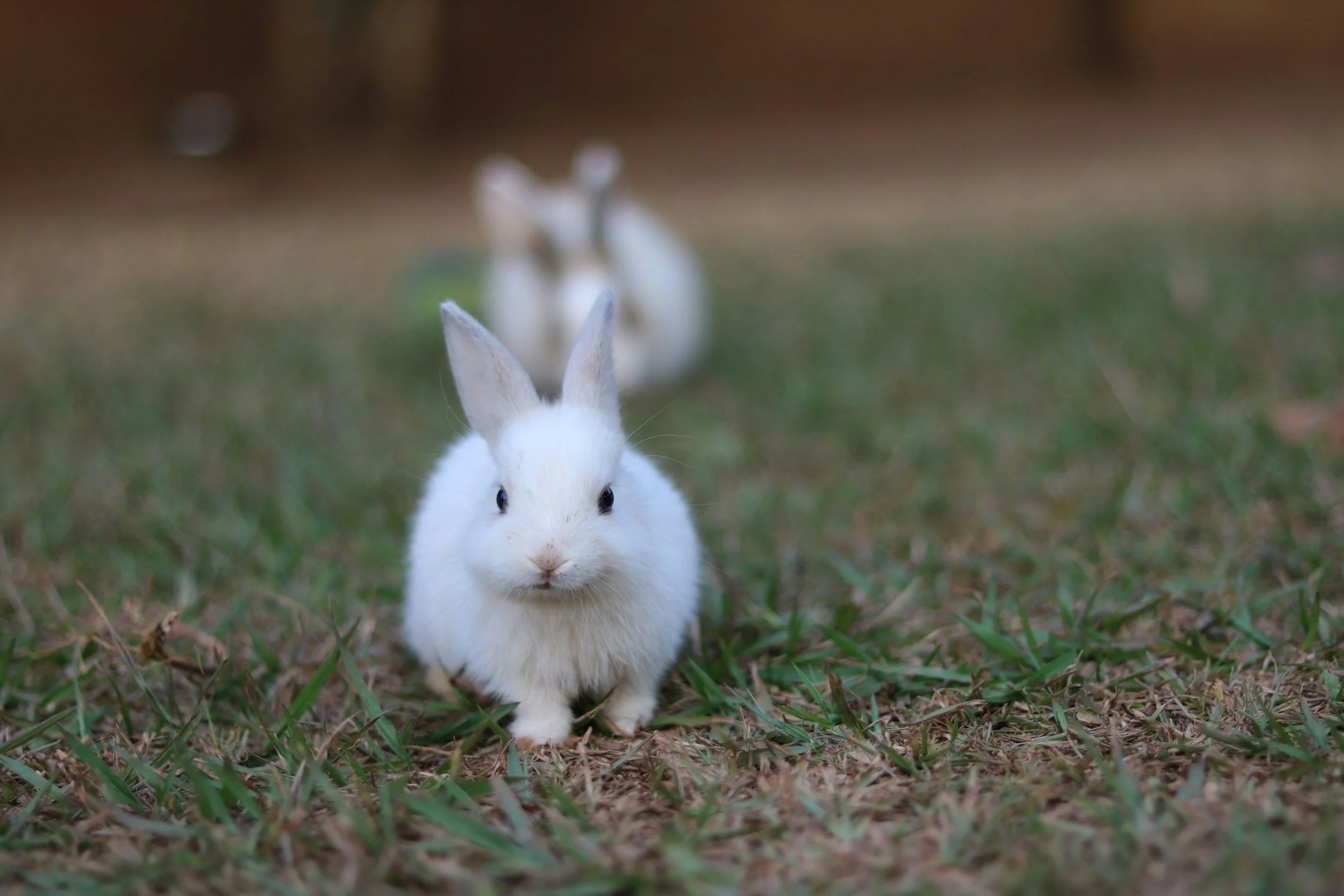 Small and adorable white rabbits in a field