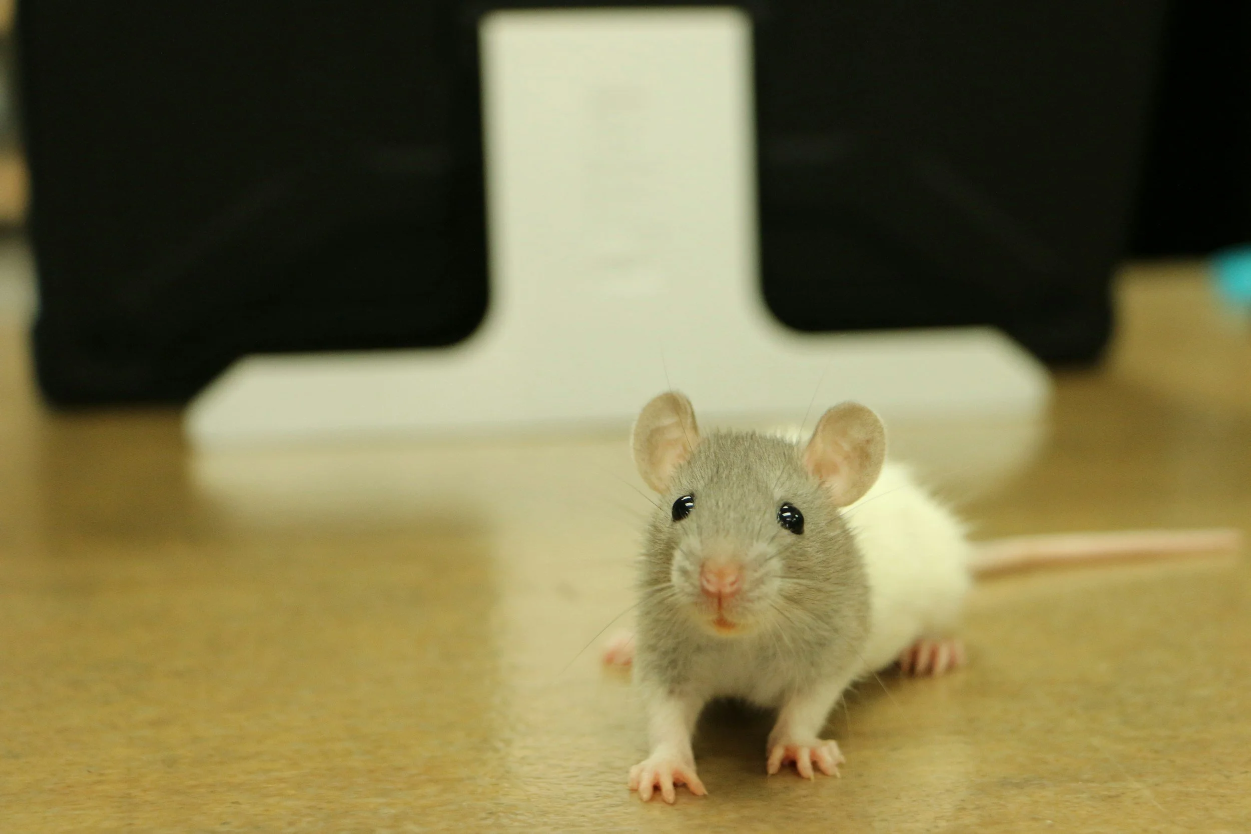 An adorable fancy mouse on a desk