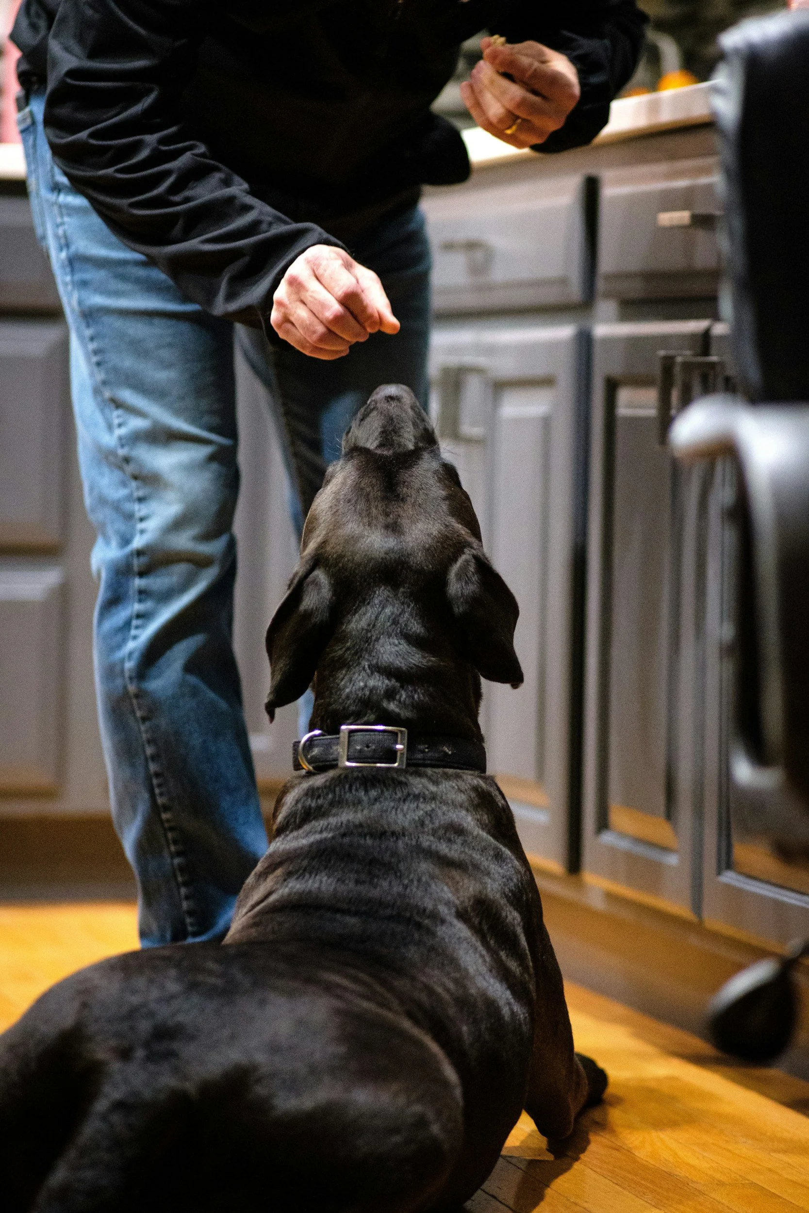 Black lab (dog) laying down for a treat
