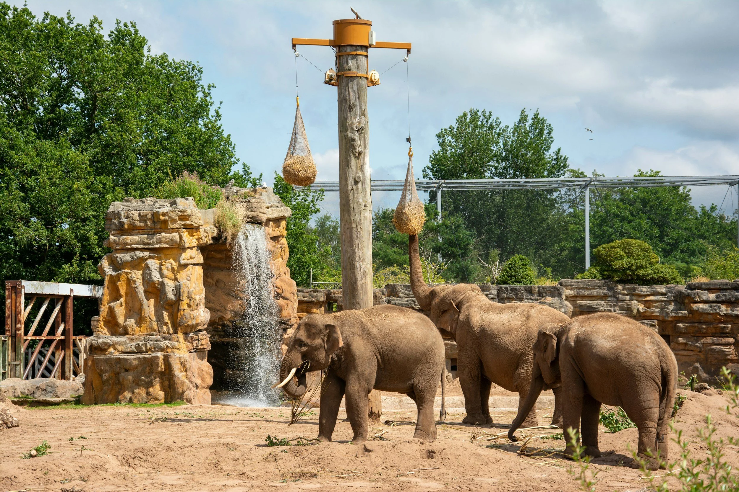 Elephants using engineered enrichment to match their natural history needs