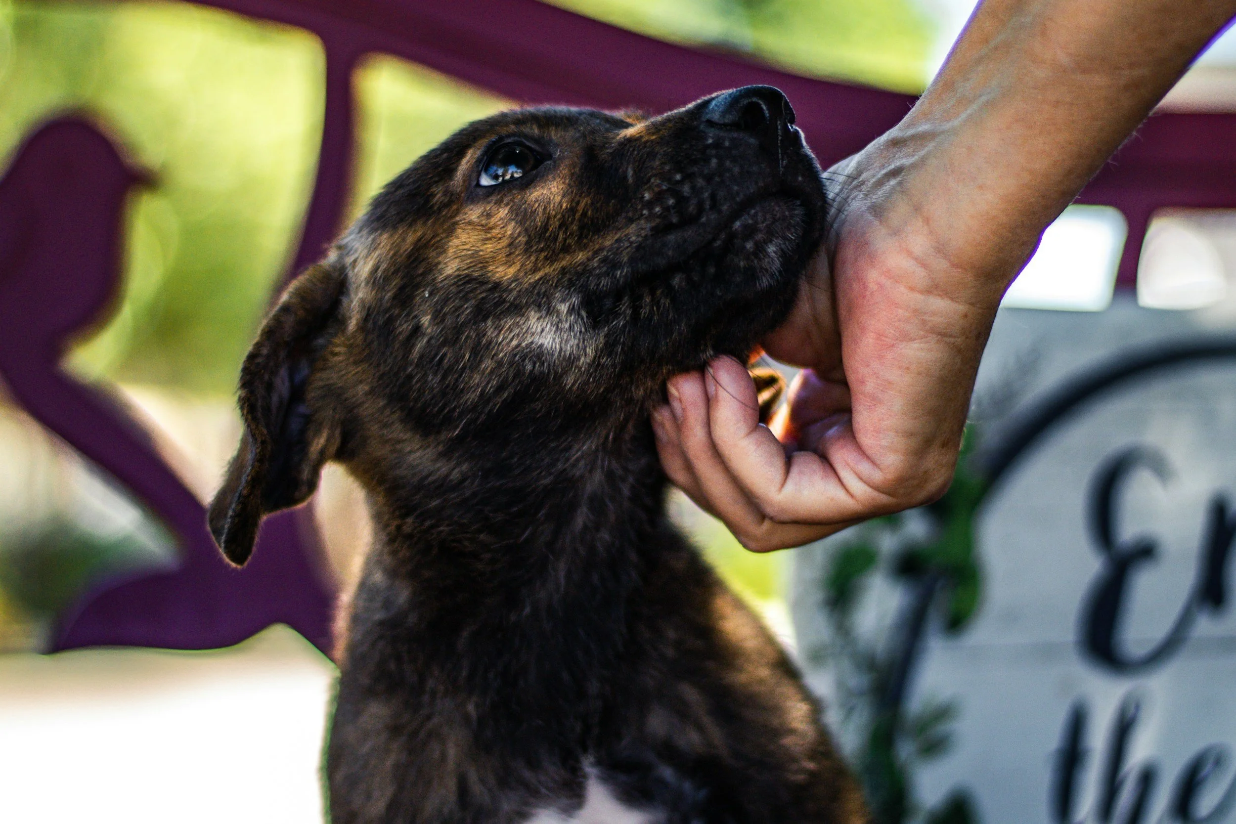 Puppy at a shelter receiving compassionate pats from a volunteer