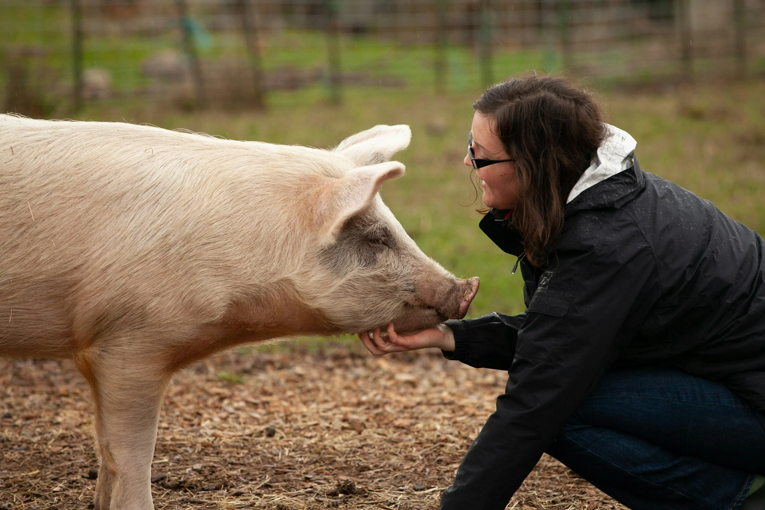 Woman caring for a pig at a sanctuary