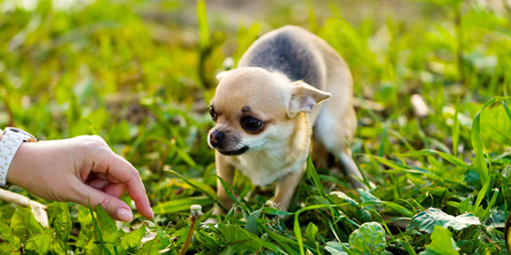 A fearful dog has ears pinned back tightly as a hand approaches