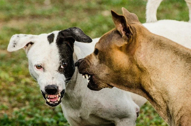 Two dogs have ears that are high and tightly folded. Their teeth are bared indicating an aggressive interaction.