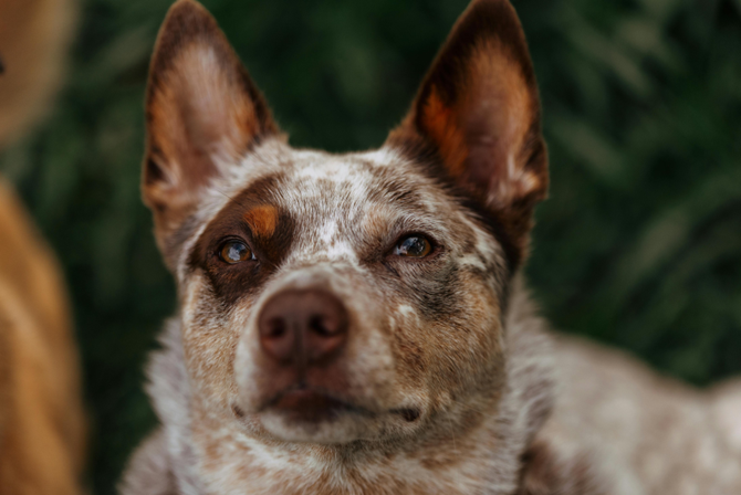 A dog has its ears up and forward but the rest of its face is soft and relaxed, indicating it is alert but calm