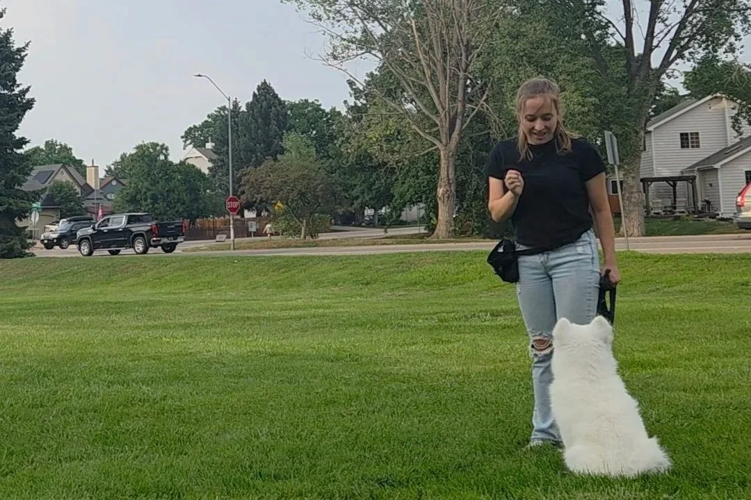 Charlie Payne, PSM, LATg, CIG of Jigsaw Animal Behavior and Welfare Consulting LLC asking Kodiak, a white samoyed puppy, to sit.