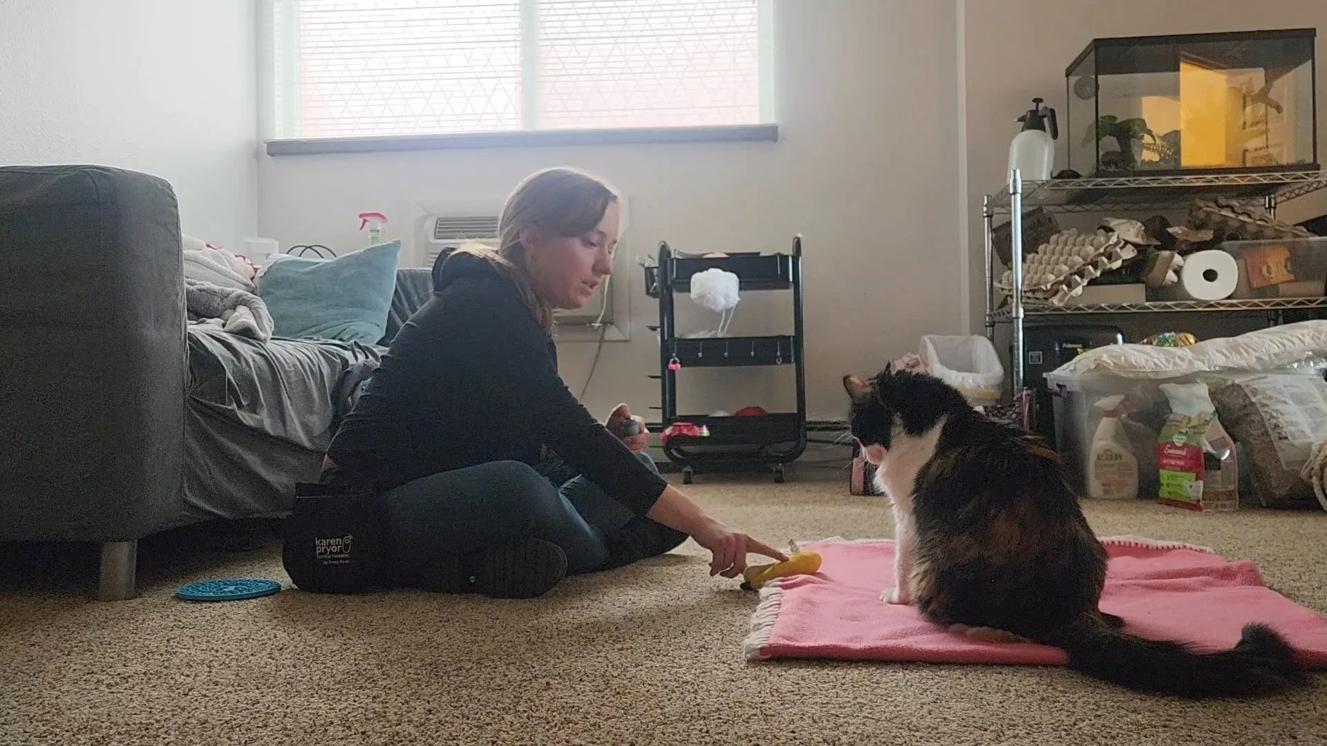 Charlie Payne of Jigsaw Animal Behavior and Welfare Consulting training a cat