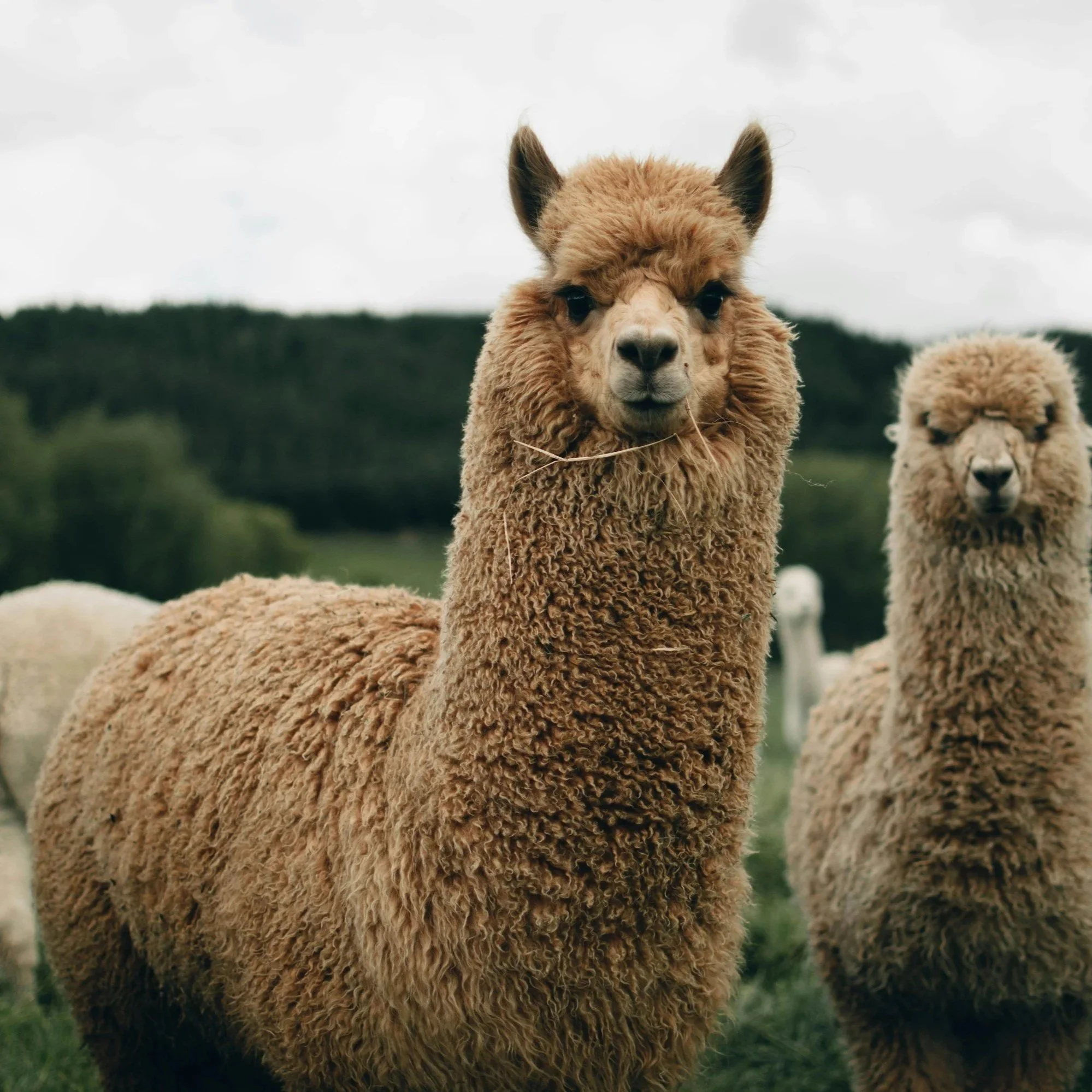 an alpaca looking into the camera