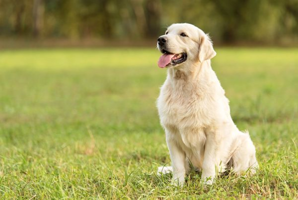 A dog sits in the grass with its ears relaxed to the side. It's mouth is loose and open and eyes are soft indicating a calm and relaxed dog.