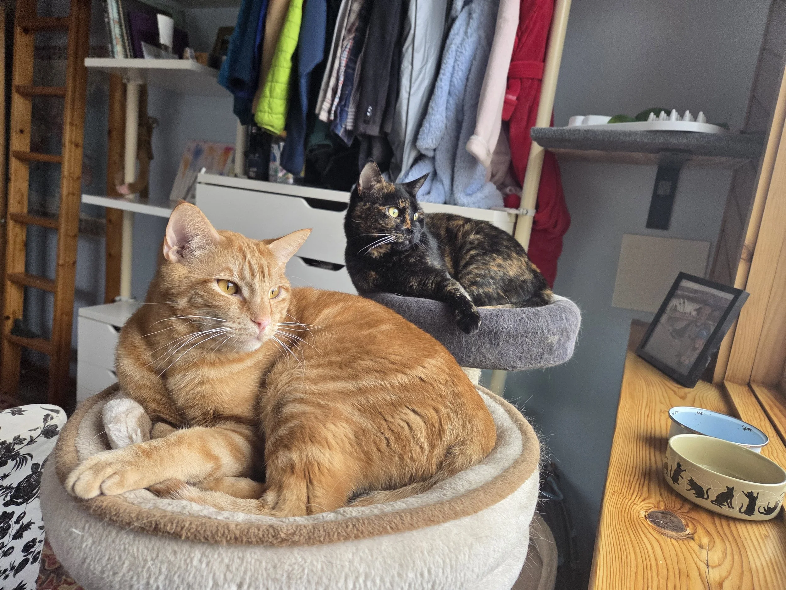 Two cozy kitties during a pet sitting visit from Jigsaw Animal Behavior and Welfare Consulting LLC's Charlie Payne