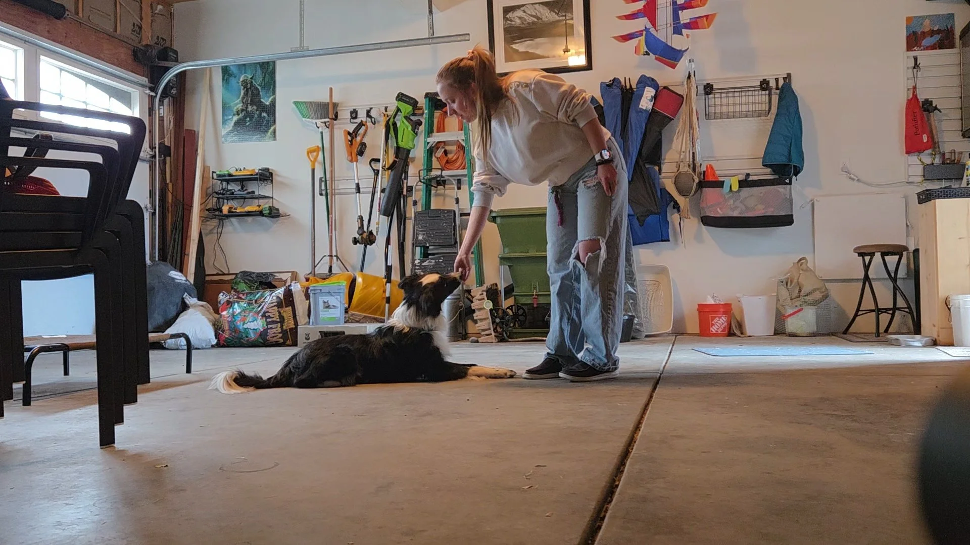 A day training session being filmed with a border collie dog