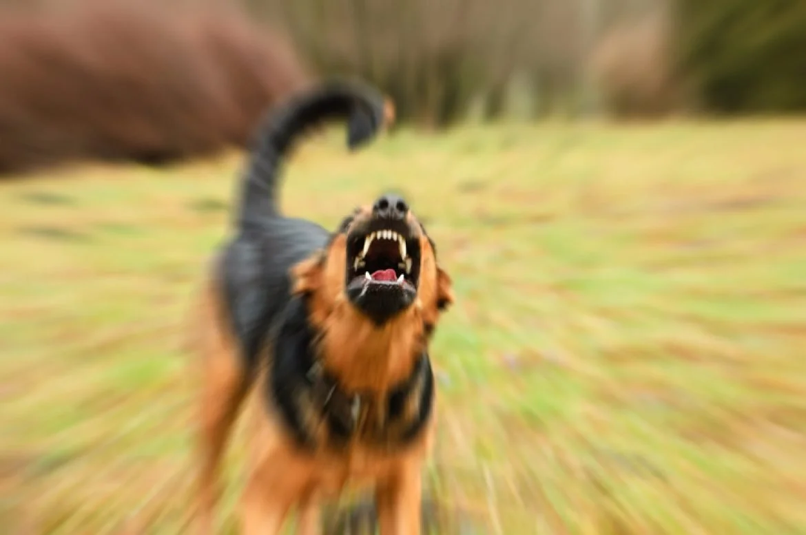 Aggressive dog snarling with tail held high