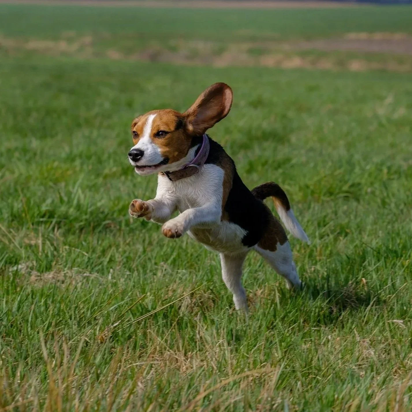 A beagle running happily through a field