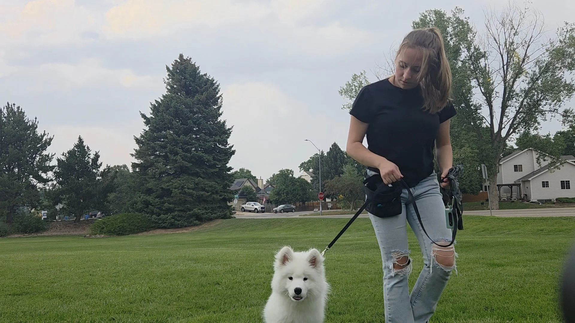 Charlie Payne with Jigsaw Animal Behavior and Welfare Consulting walking a small samoyed puppy