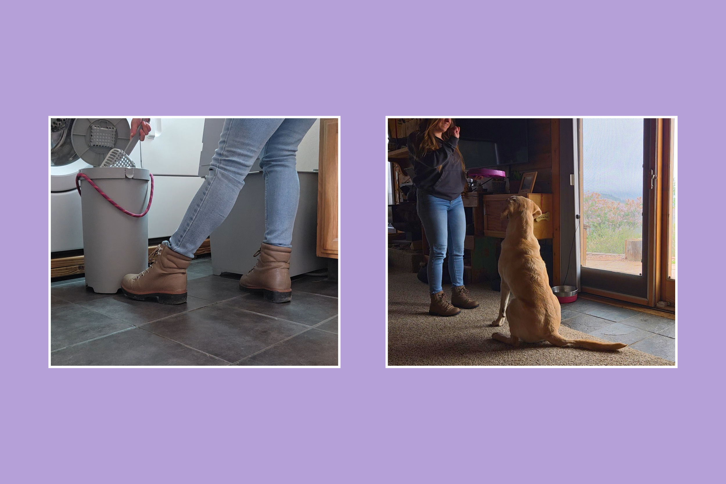 Charlie Payne of Jigsaw Animal Behavior and Welfare Consulting scooping a litter box and asking a yellow lab to sit and wait before feeding him during a pet sitting visit.