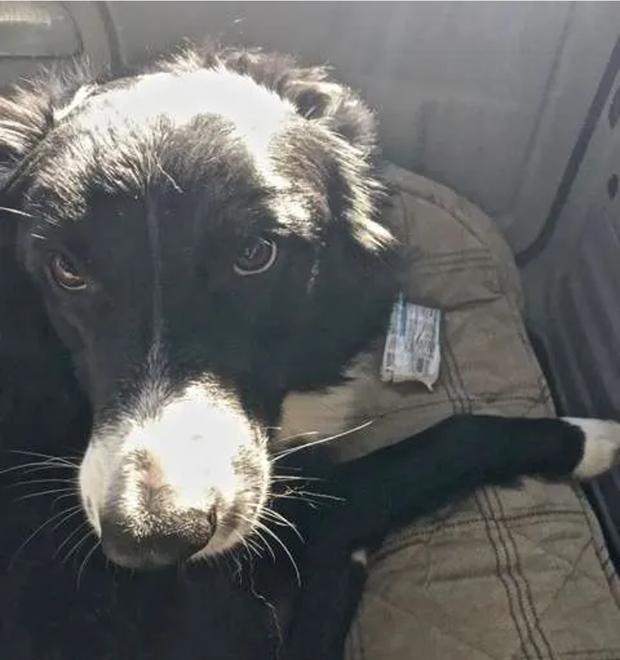 A dog is resource guarding something with a hard eye expression