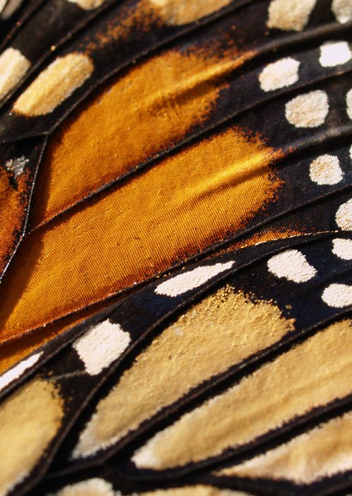 Learn to Count Monarchs
