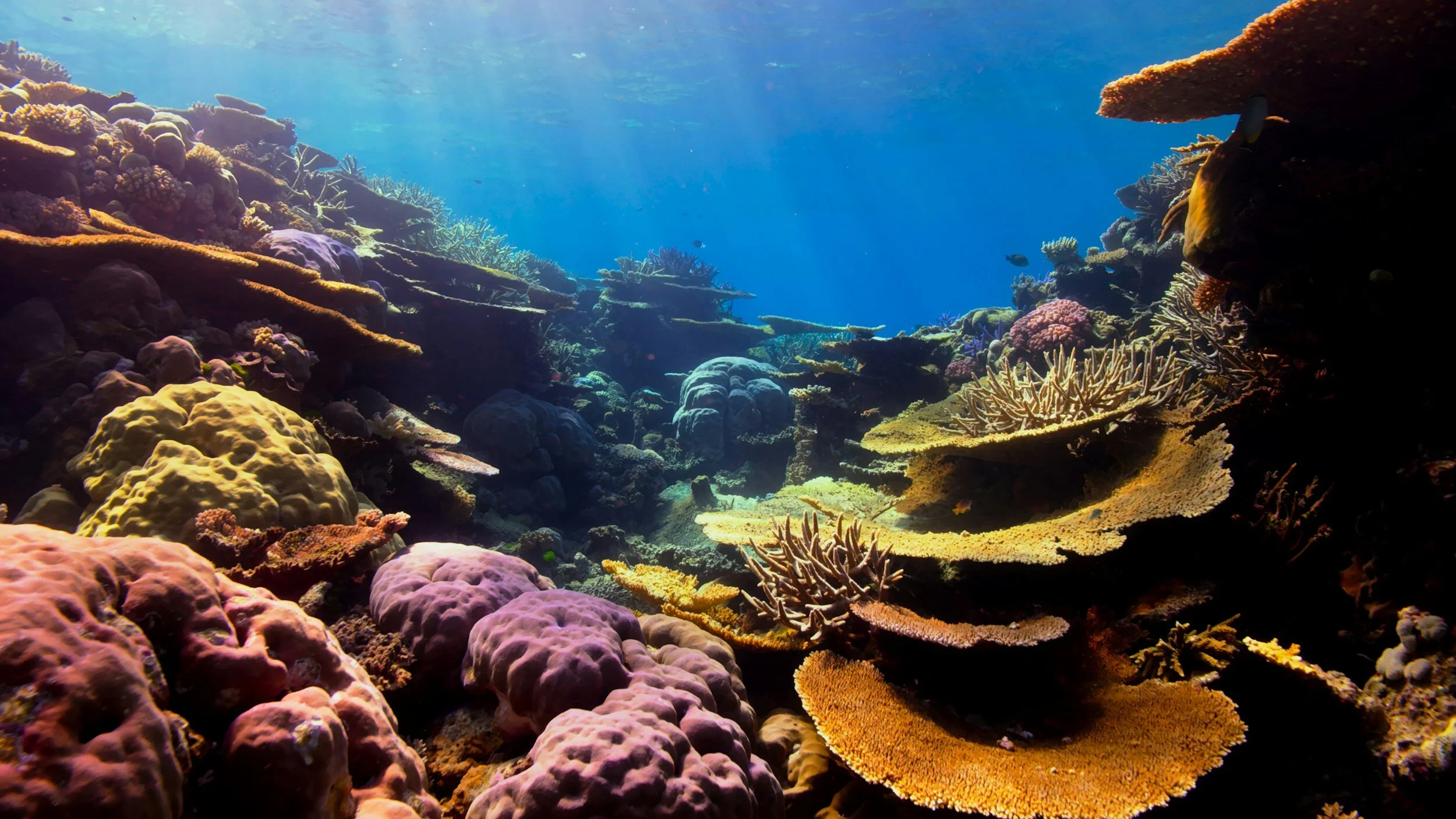 Protecting Hawai'i's coral reefs: why reef-safe sunblock is a must