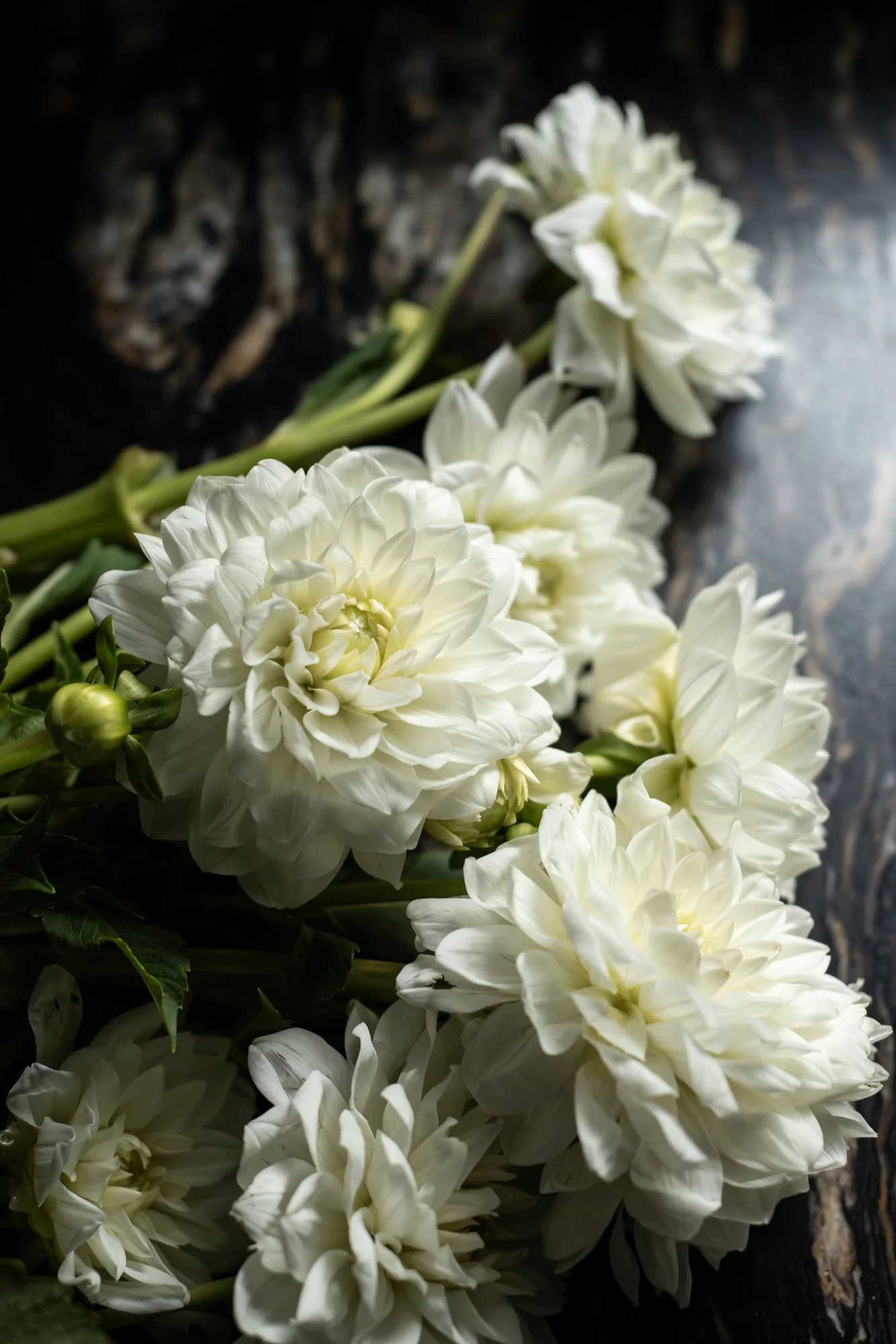 DebraDennis_8-6-25_(c) Meghan Balcom Photography_WEB-14.jpg