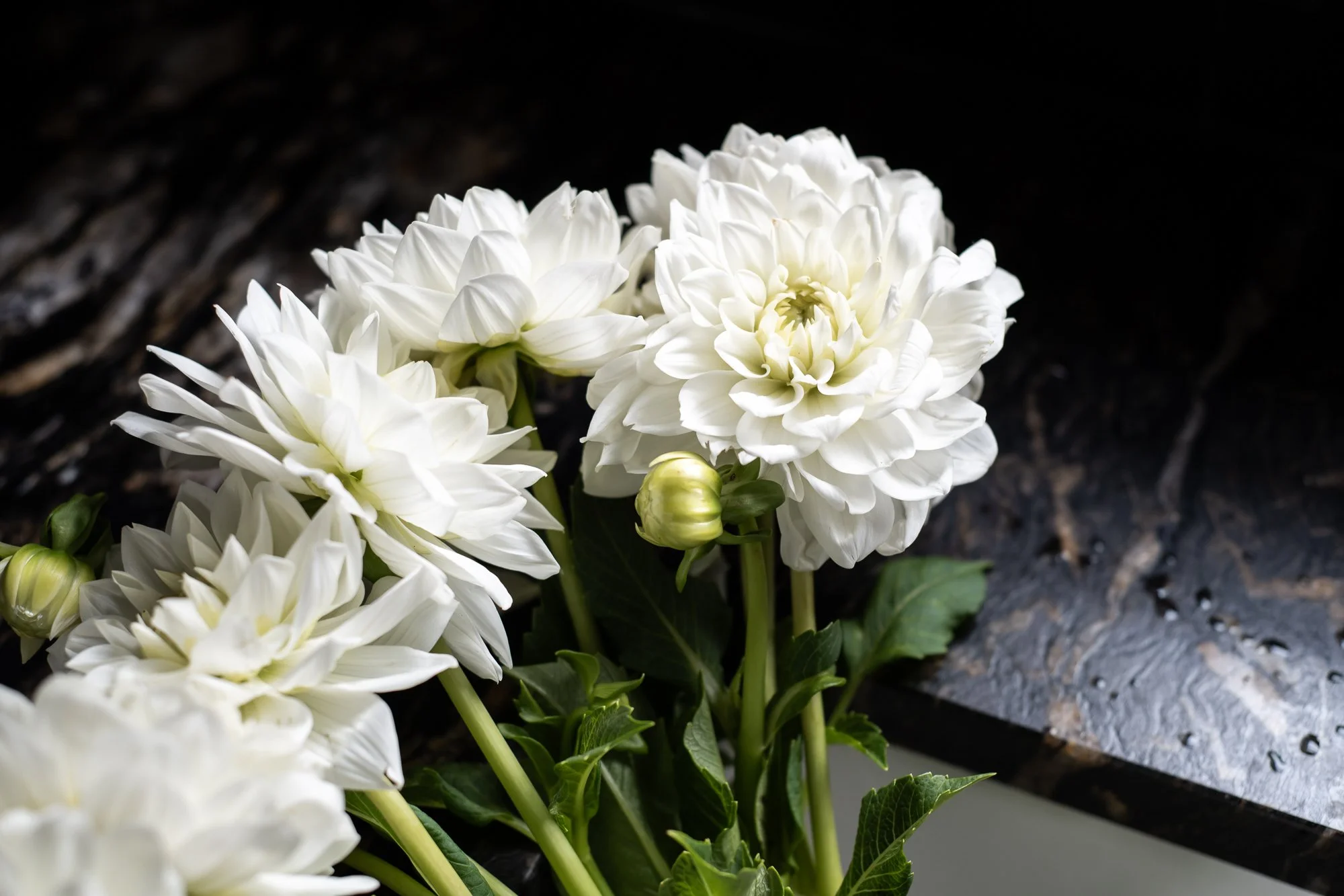 DebraDennis_8-6-25_(c) Meghan Balcom Photography_WEB-13.jpg