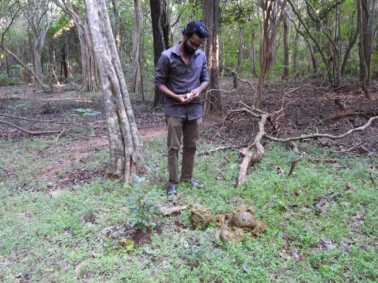 Fecal hormone analysis plays a crucial role in elephant research, providing valuable insights into factors such as health status and stress. By analyzing hormone levels, such as cortisol and testosterone, from non-invasive fecal samples, our team can