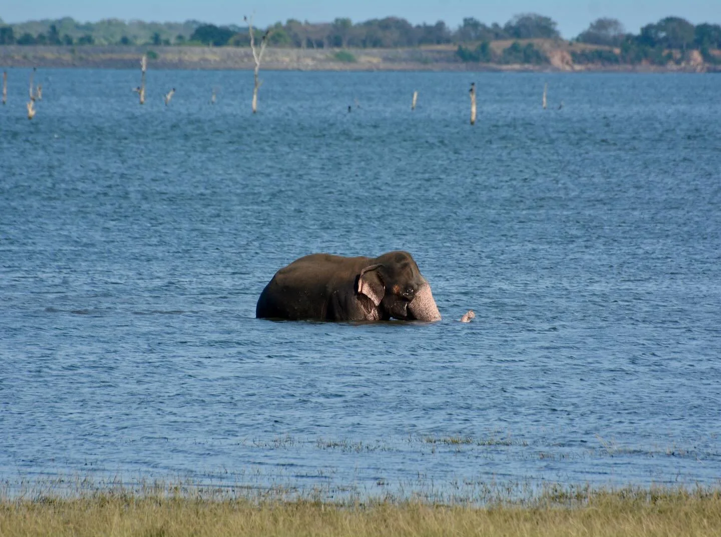 Despite their size, elephants are strong swimmers. Swimming is an important part of thermoregulation and play, but it&rsquo;s also essential for movement. In Sri Lanka, elephants often travel between fragmented habitats, and water bodies like rivers 