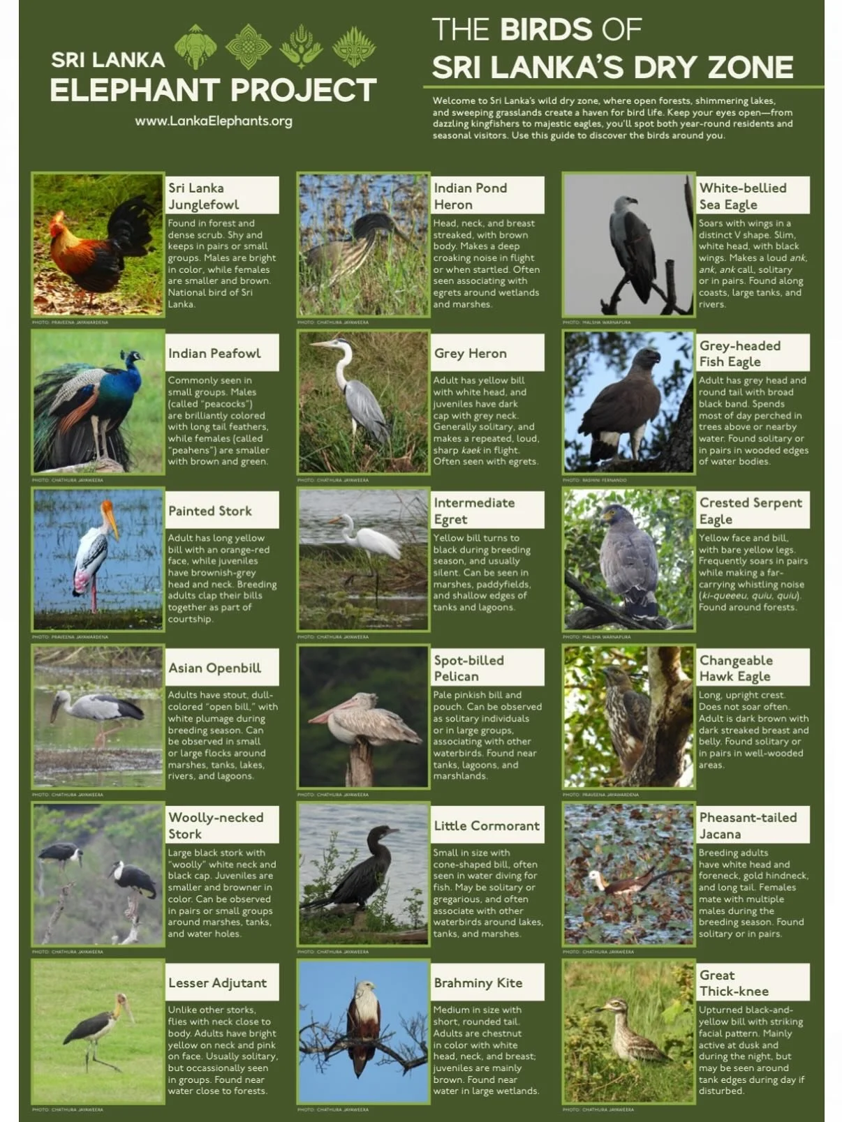 Sri Lanka is a biodiversity hotspot. In addition to Asian elephants, the island is home to an incredible variety of bird species found in the dry zone&rsquo;s forests, lakes, and grasslands. This unique landscape provides a haven for both year-round 