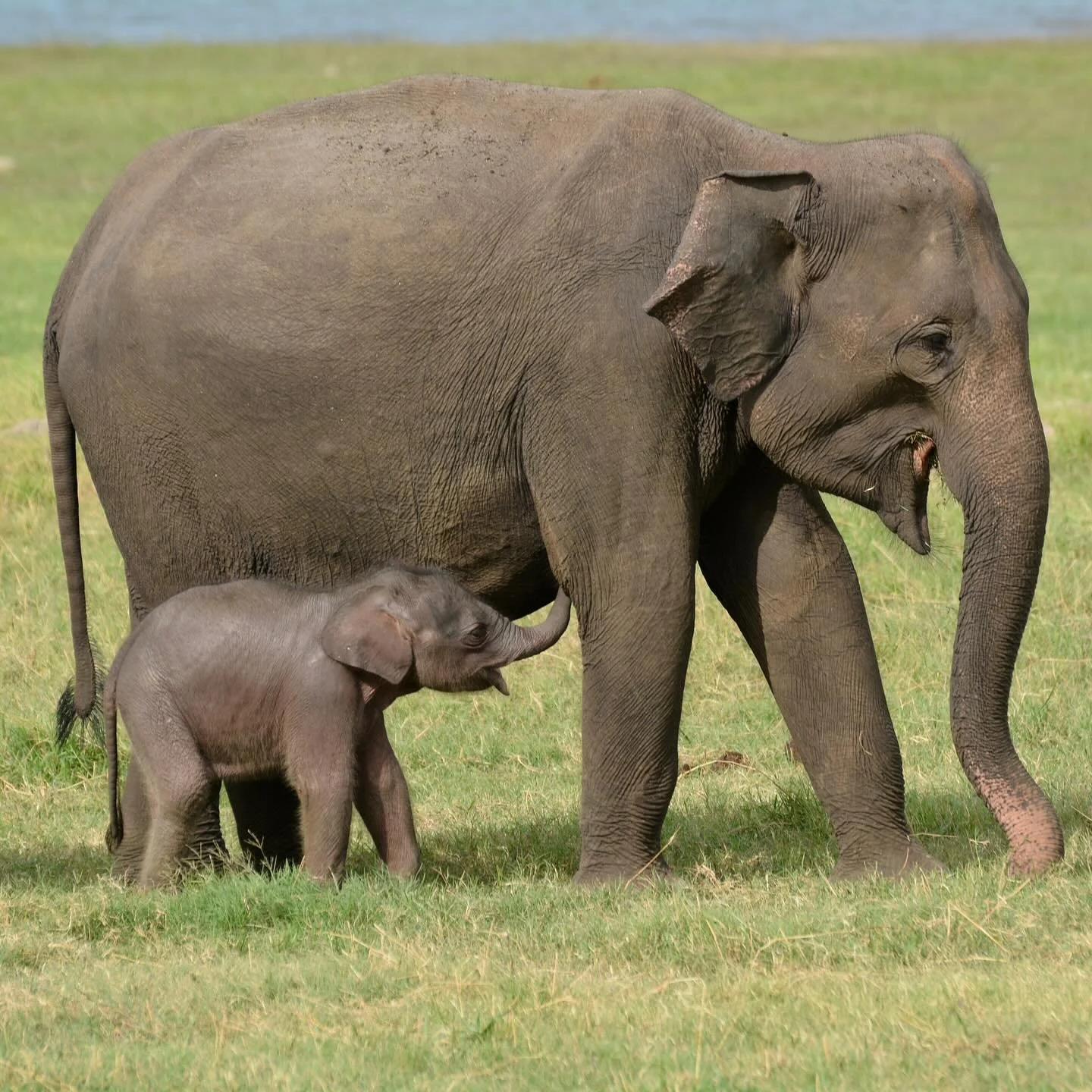 An elephant&rsquo;s gestation period is between 18-22 months, the longest of any mammal. On average, elephants calves will nurse for 2-4 years while investigating solid foods at only a few months old. Calves are heavily reliant on their mothers and o