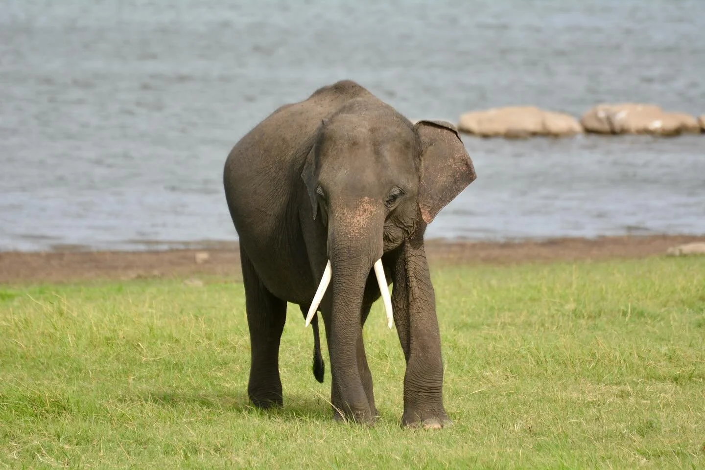 An elephant&rsquo;s tusks are an impressive sight, but they&rsquo;re not just for show. In Asian elephants, only some males grow tusks, and they use them for a variety of everyday tasks. They help bulls dig for water, strip bark from trees, uproot ve