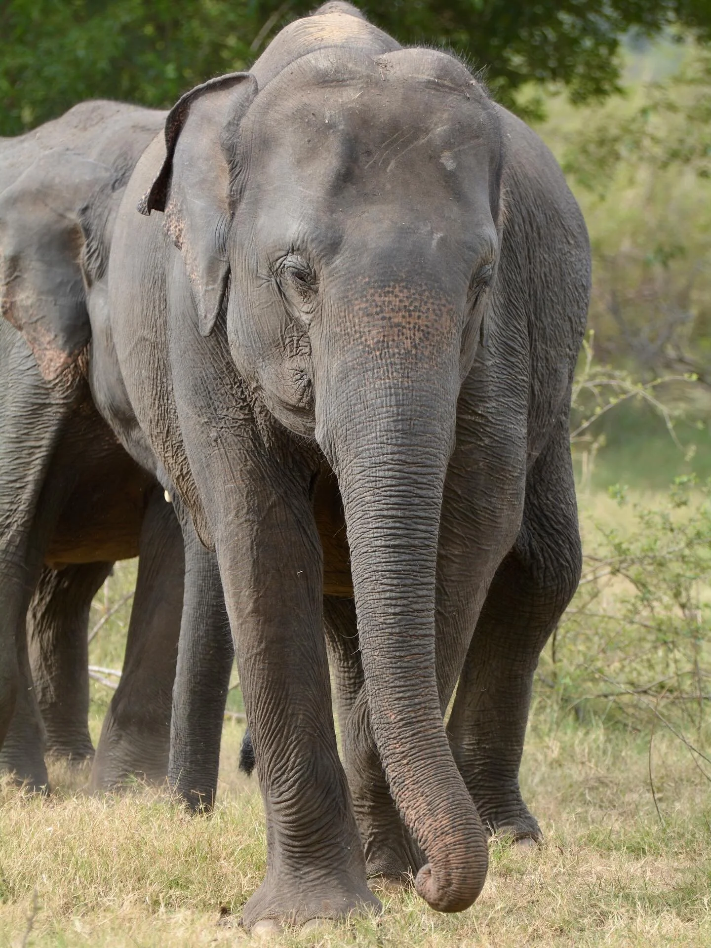 Sri Lanka has a deeply rich cultural heritage, and Asian elephants hold a place of cultural and environmental symbolism within it. Elephants and Sri Lanka are intertwined, woven through the island&rsquo;s history, religion, and for some, their daily 