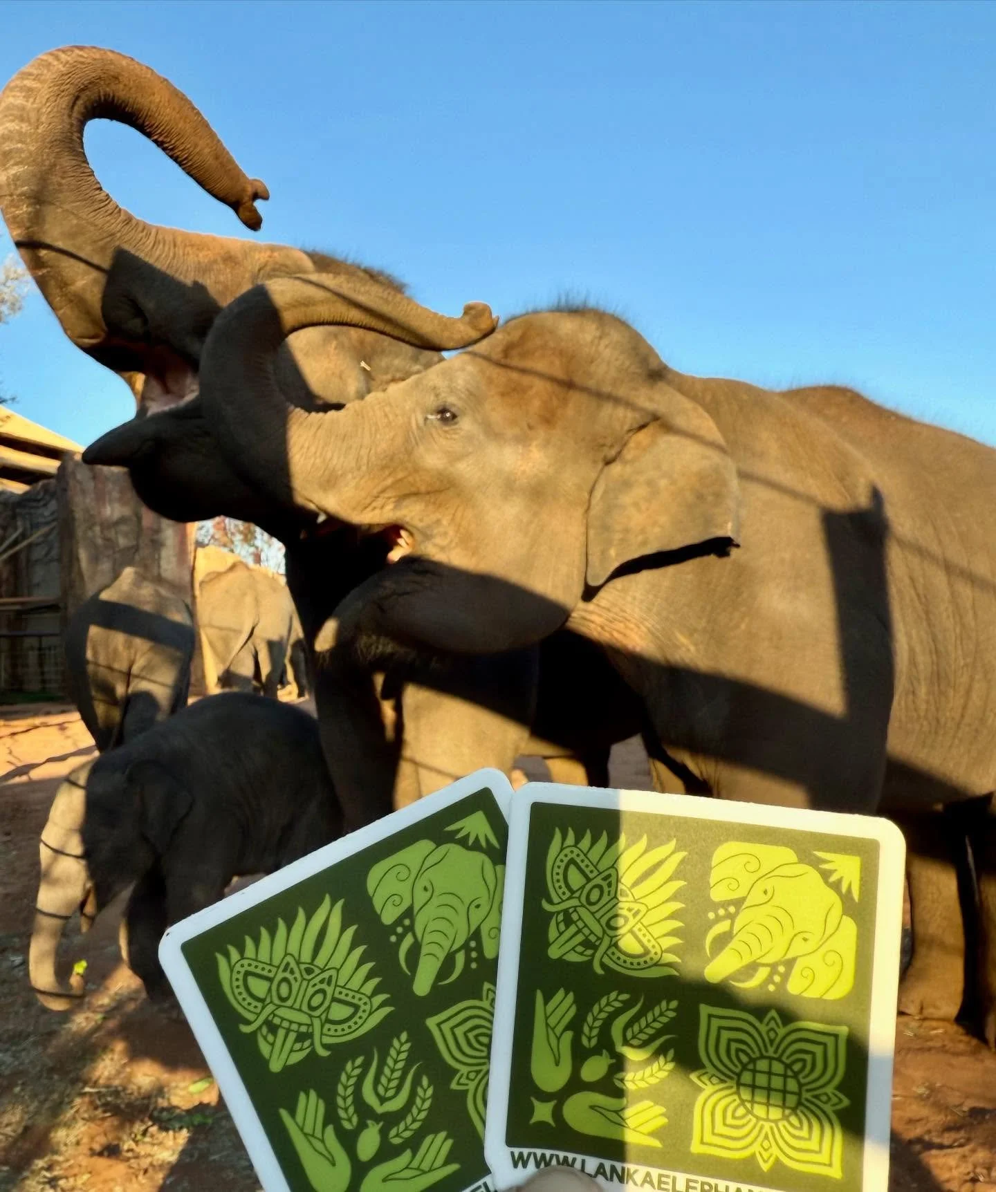 🐘🎉 GIVEAWAY 🐘🎉

We&rsquo;re giving away two sticker packs with our updated look! 

To enter:
1. Follow us @lankaelephants 
2. Like this post
3. For TWO bonus entries, tag a friend in the comments and share this post to your story!

Giveaway ends 