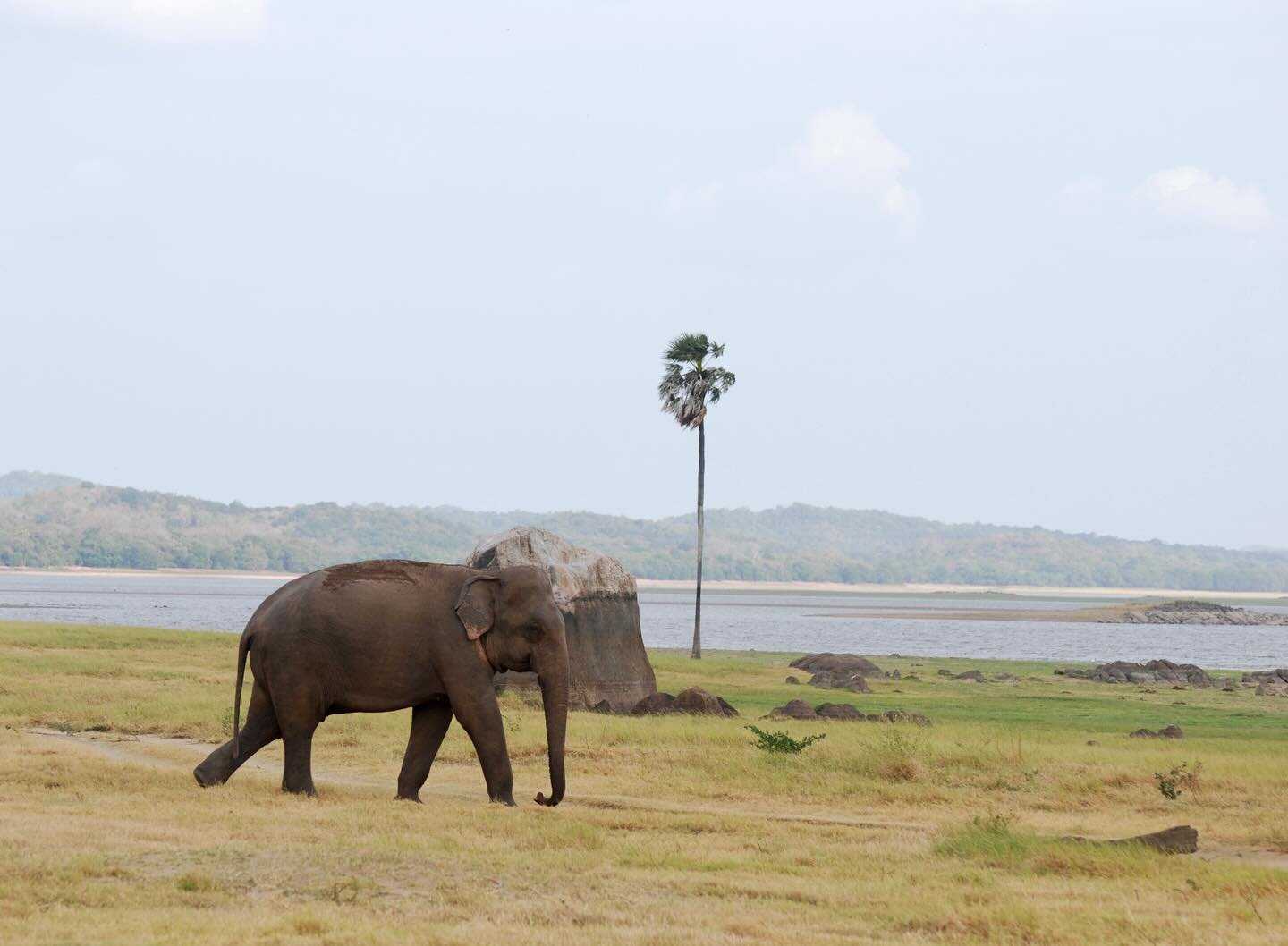 As we continue to grow our community engagement efforts, we partner with farmers to better understand the factors that influence tolerance for elephants and other wildlife. Our goal is to provide stakeholders in Sri Lanka with the tools and informati