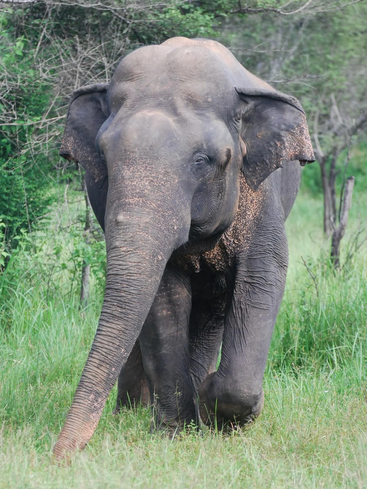 What can wild elephants and elephants in human care teach us about each other? 🐘

By studying male elephants in Sri Lanka and in US zoos, we know that they have rich and complex social lives, shaped by factors such as age, environment, and the heigh