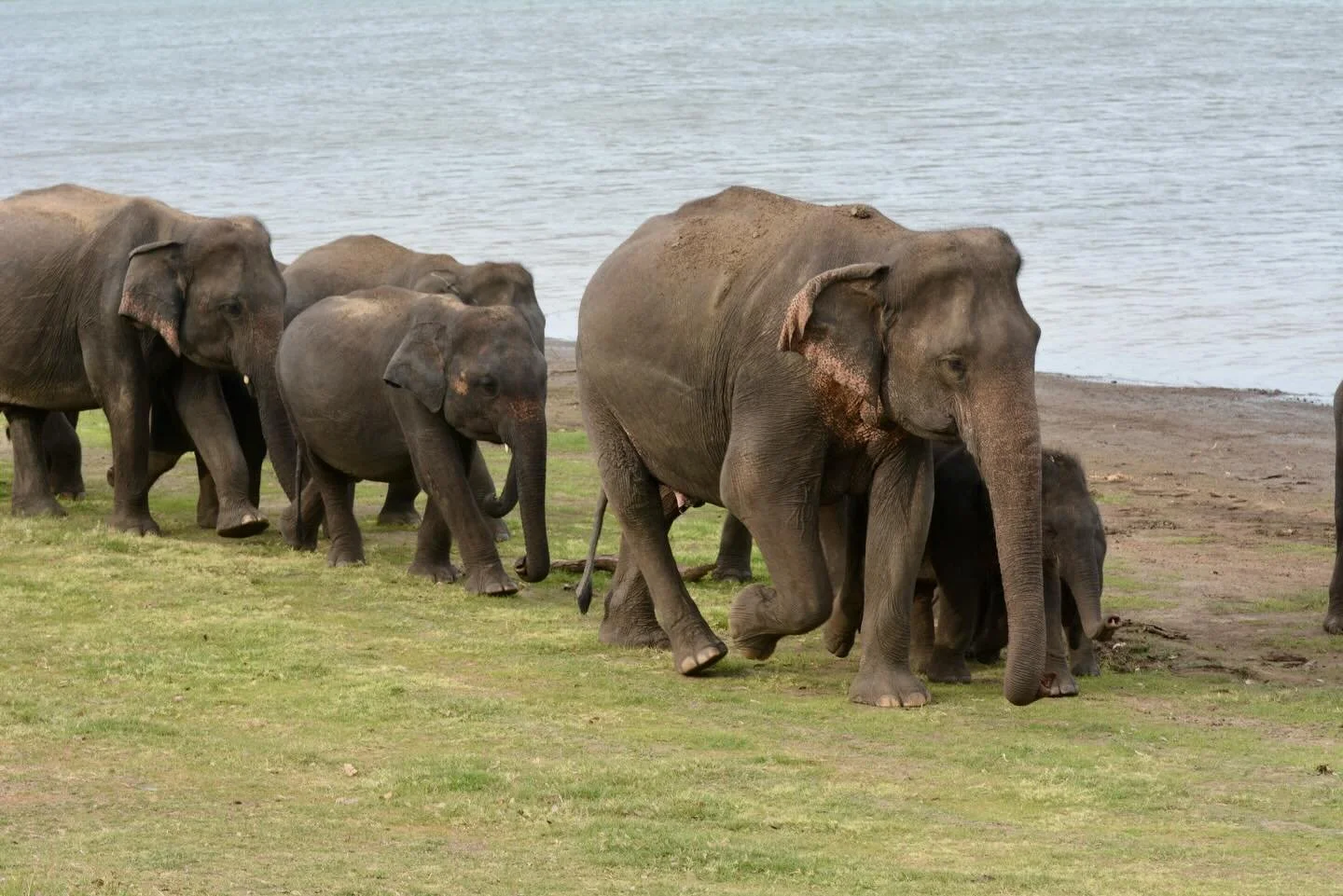 By focusing on the demographics of elephants in Sri Lanka as part of our research, we can build a more complete picture of their lives. Our team monitors group size, age, structure, and gender ratio, along with seasonal corridor use around protected 