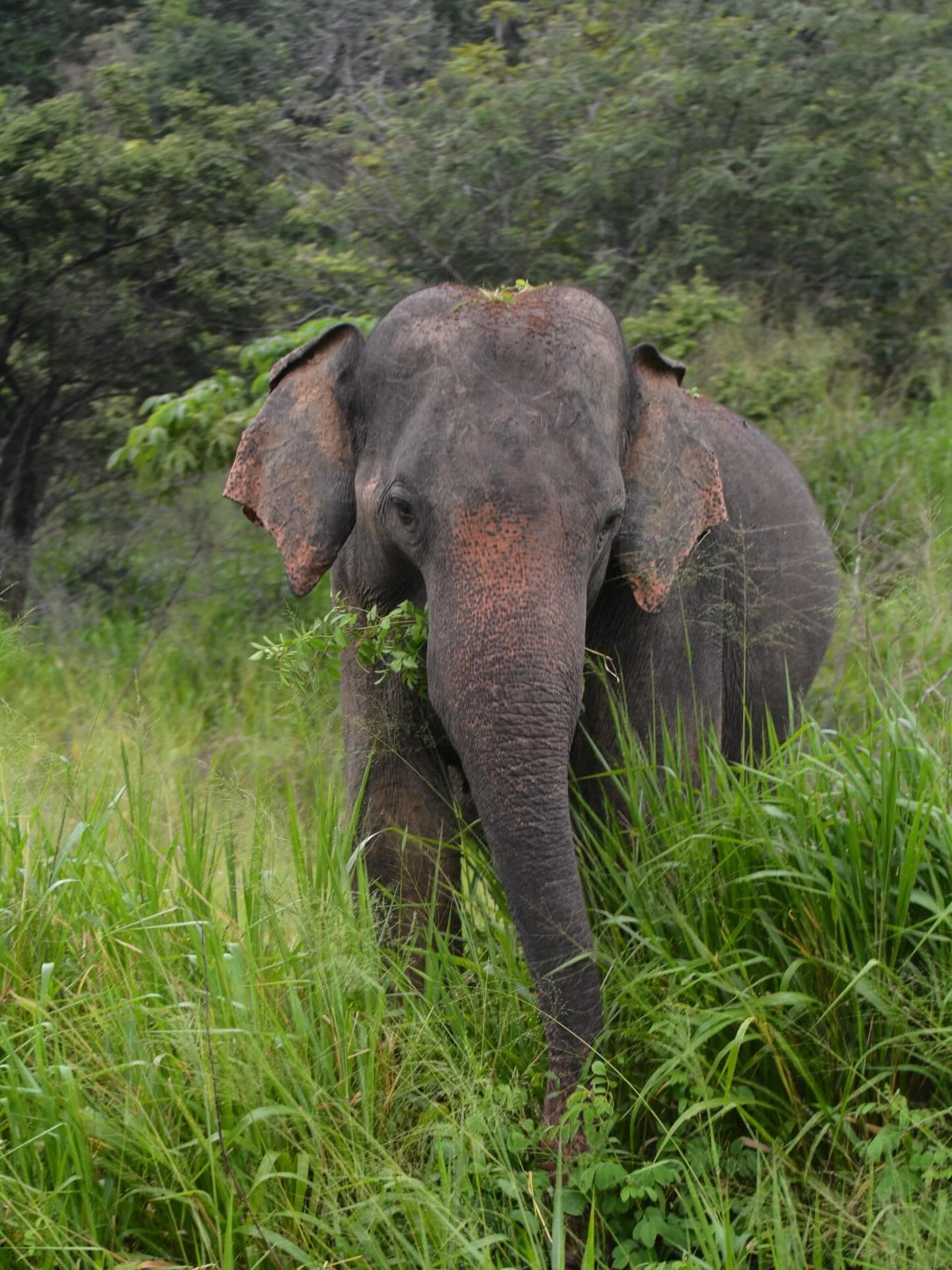Communities living around elephants are resilient, but need relief. From our community interviews, we have learned that 70% of people see elephants every single week and 82% have experienced property damage. As the boundaries between humans and eleph