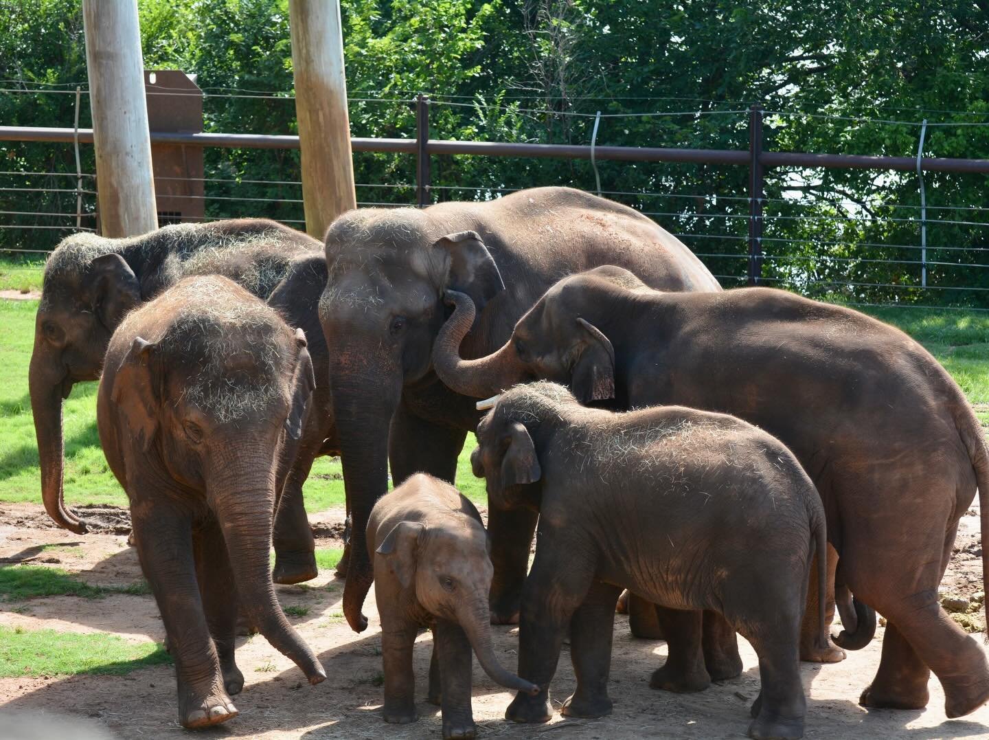 Want to discover your inner elephant? 

The SLEP research team observes elephants each day to get to know them as individuals. Each elephant has their own personality, and we&rsquo;re using this information to help inform our research. The multigener