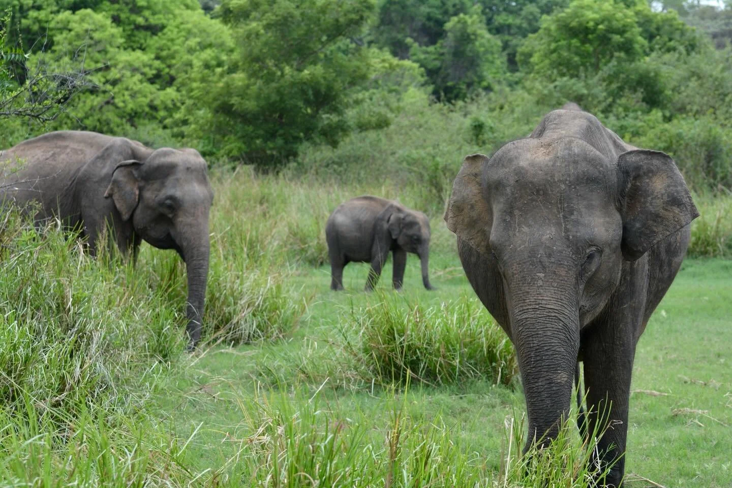 With an ever growing need for solutions to human-elephant conflict, we are constantly assessing how to meet community needs. Despite the negative impact of elephants on farmland, many farmers still have tolerance for wild elephants. By growing this t