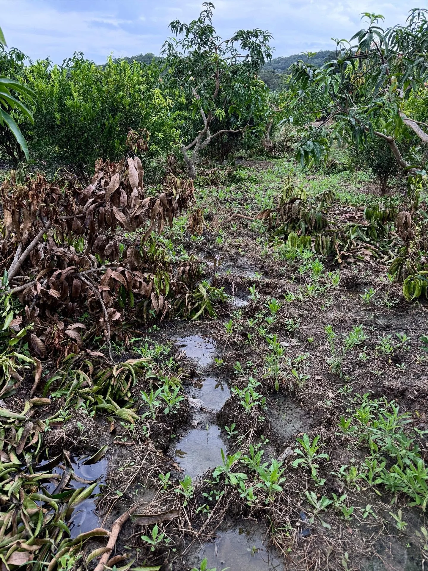 This farm bears the aftermath of a recent crop-raid by a group of elephants. The farmers reported that the elephants ate approximately 1,000 kg (2,200 lbs) of their mangoes in a single night. Although the property is surrounded by an electric fence, 